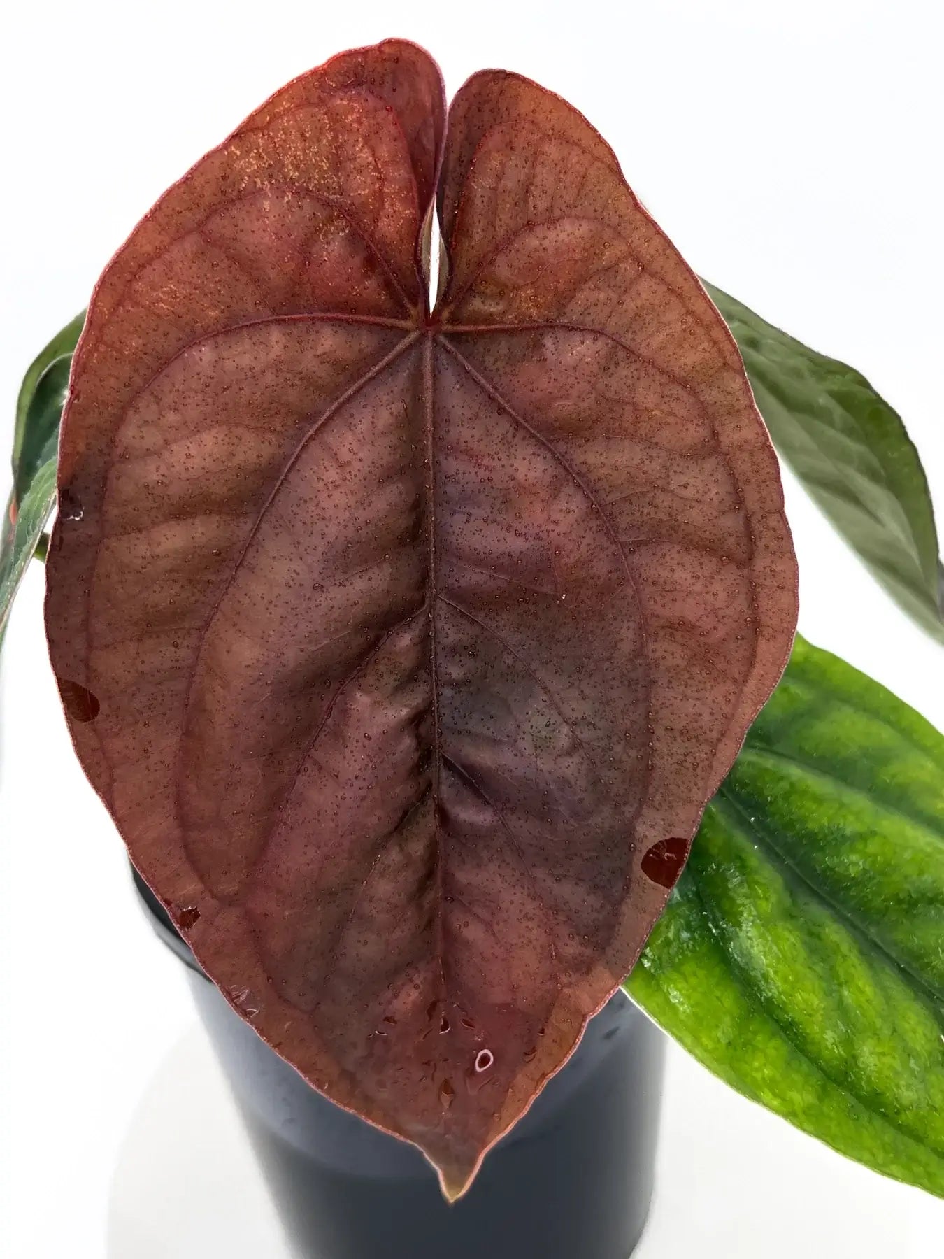 Anthurium dressleri | Rare Tropical Anthurium in Australia