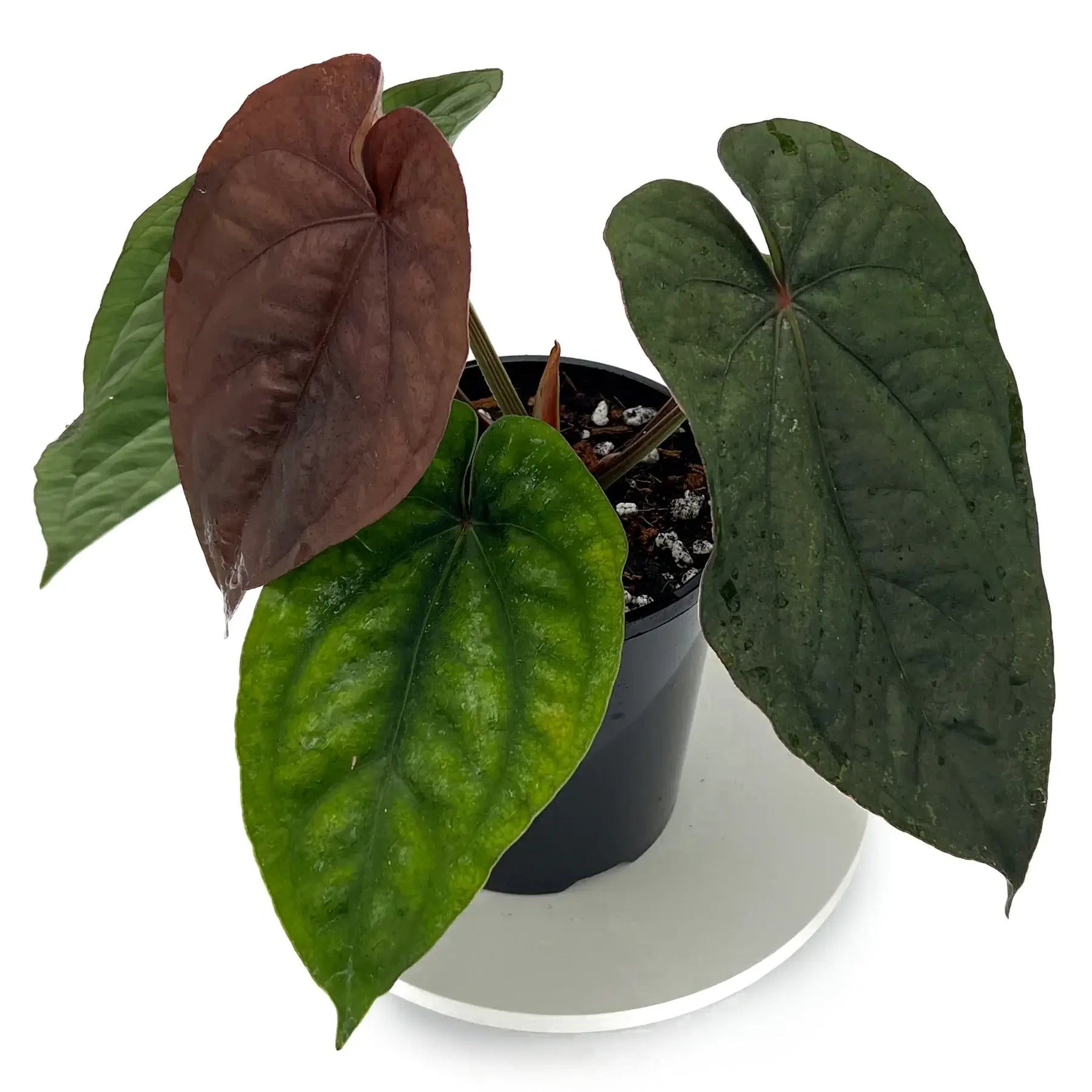 Anthurium dressleri | Rare Tropical Anthurium in Australia