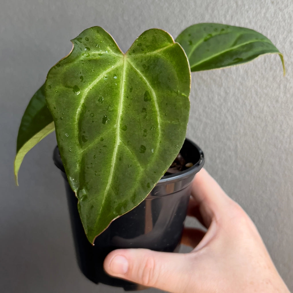 Hand holding an Anthurium dressleri × Anthurium crystallinum Cape Oasis showing velvety dark leaves with bright silver veins. Rare indoor plant nursery Australia.