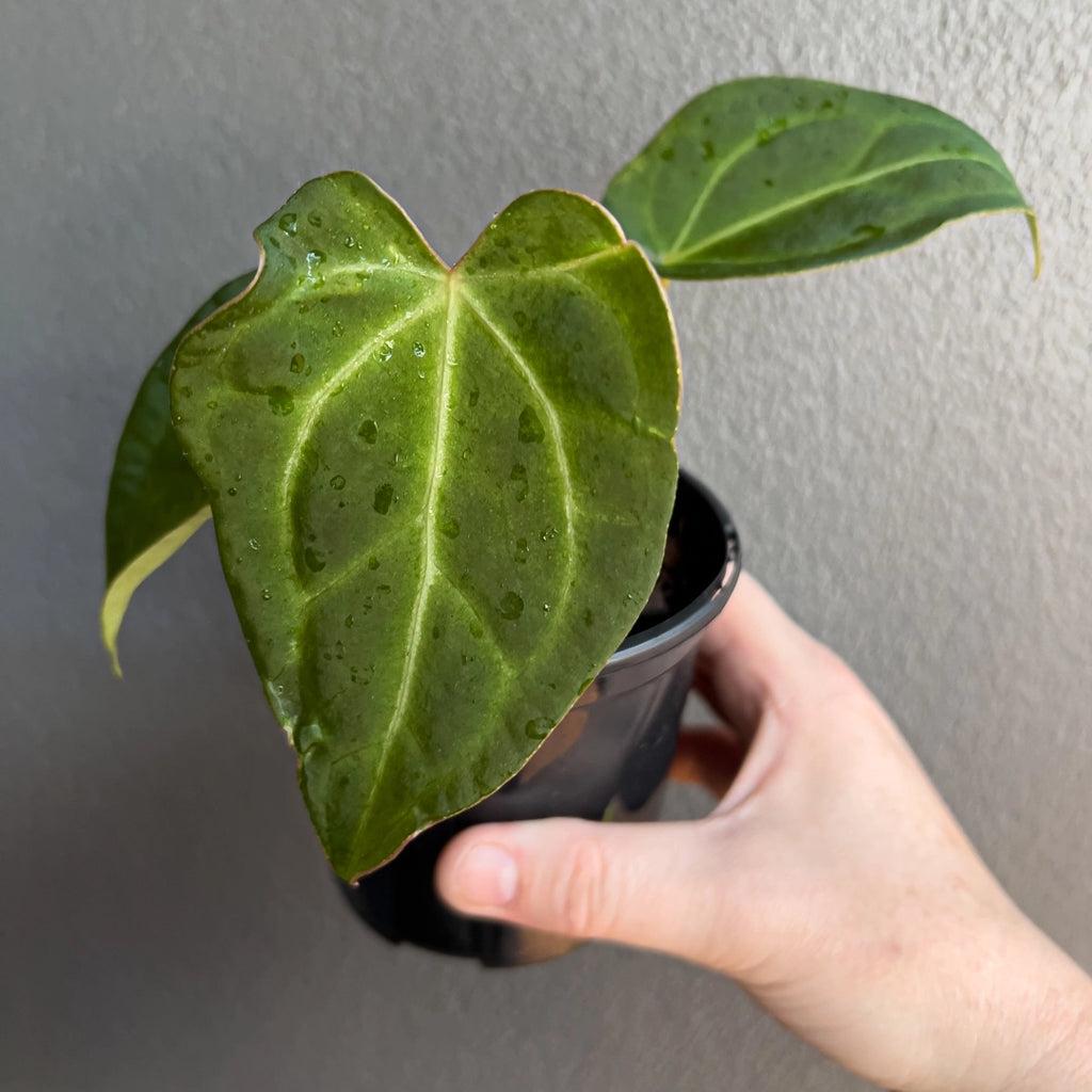 Person holding a potted Anthurium dressleri × Anthurium crystallinum Cape Oasis with upright stems and velvety textured foliage. Trusted indoor plant shop Australia.
