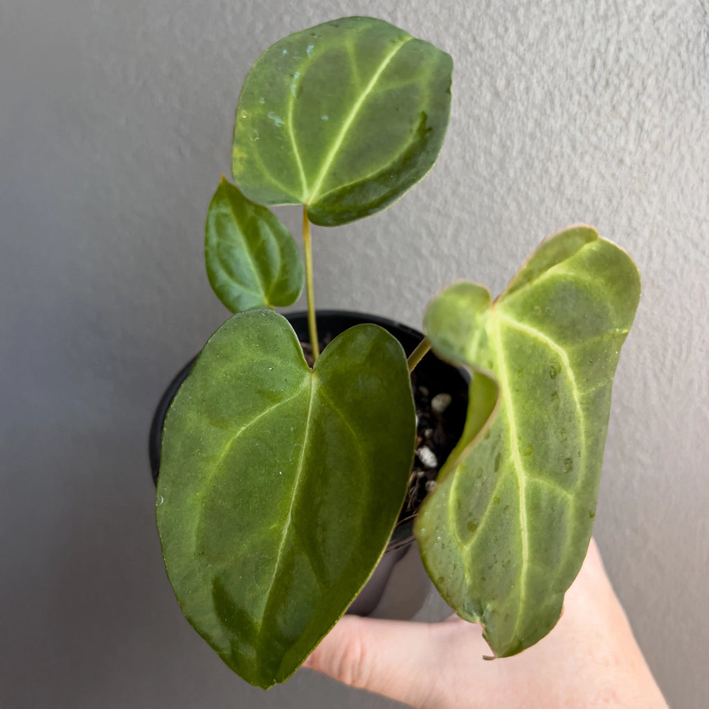 Side view of Anthurium dressleri × Anthurium crystallinum Cape Oasis held against a neutral background showing symmetrical leaves and silver vein detail.