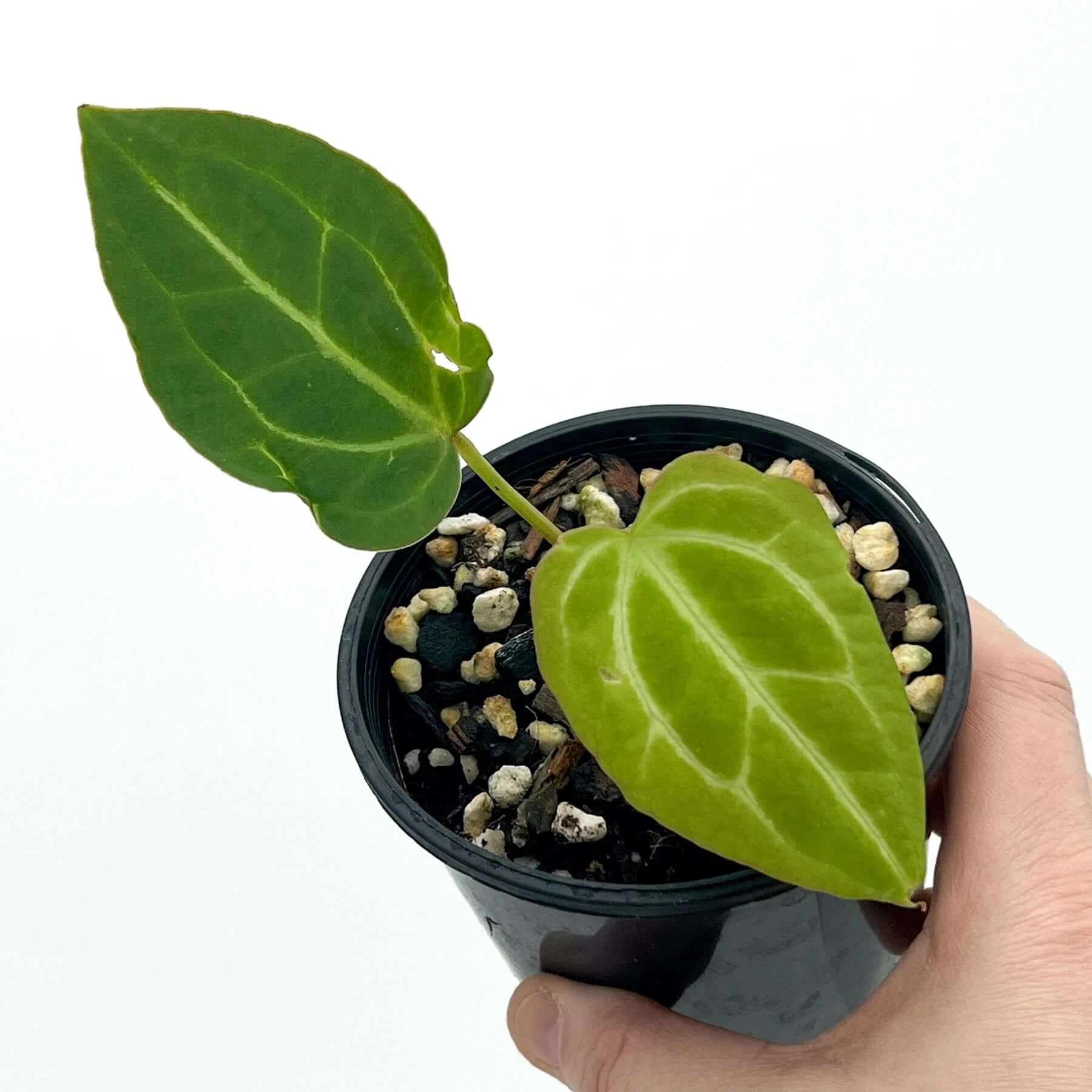 Anthurium Forgetii x Warocqueanum - Rare Indoor Plant