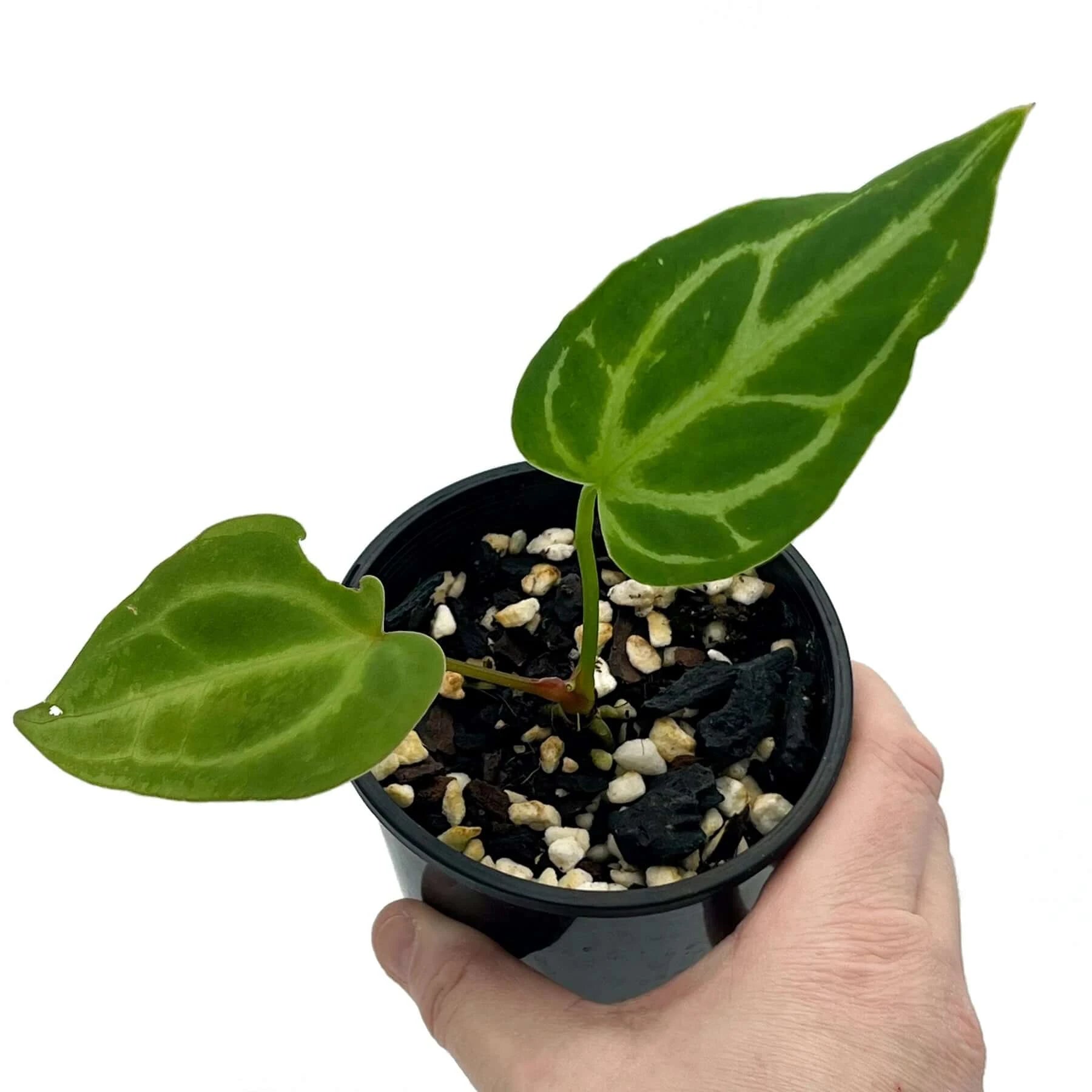 Anthurium Forgetii x Warocqueanum