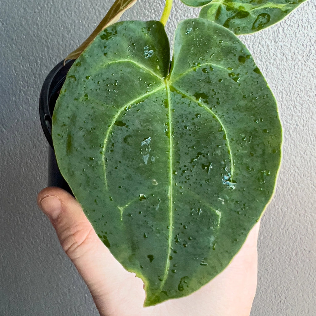Person holding a potted Anthurium forgetii × Dark Forgetii Hybrid with rounded heart-shaped leaves and strong symmetrical growth. Trusted indoor plant shop Australia.