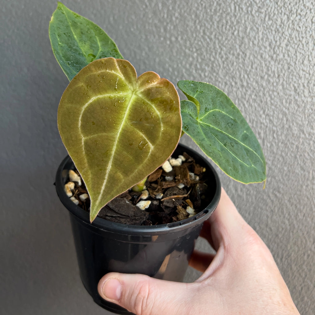 Close-up of Anthurium forgetii × Dark Forgetii Hybrid foliage highlighting deep green tone and soft velvet texture. Rare indoor plant collectors Australia.