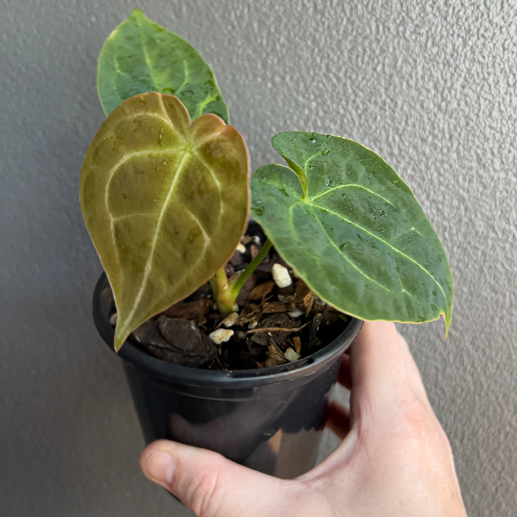 Side view of Anthurium forgetii × Dark Forgetii Hybrid held against a neutral background showing rich dark foliage and defined veining.