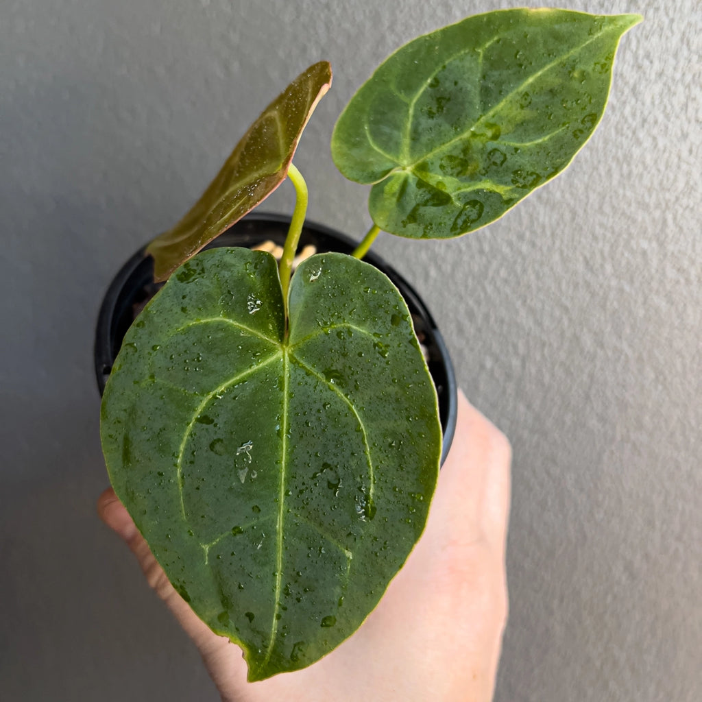 Hand holding an Anthurium forgetii × Dark Forgetii Hybrid showing dark velvety leaves with bright white vein contrast. Rare indoor plant nursery Australia.