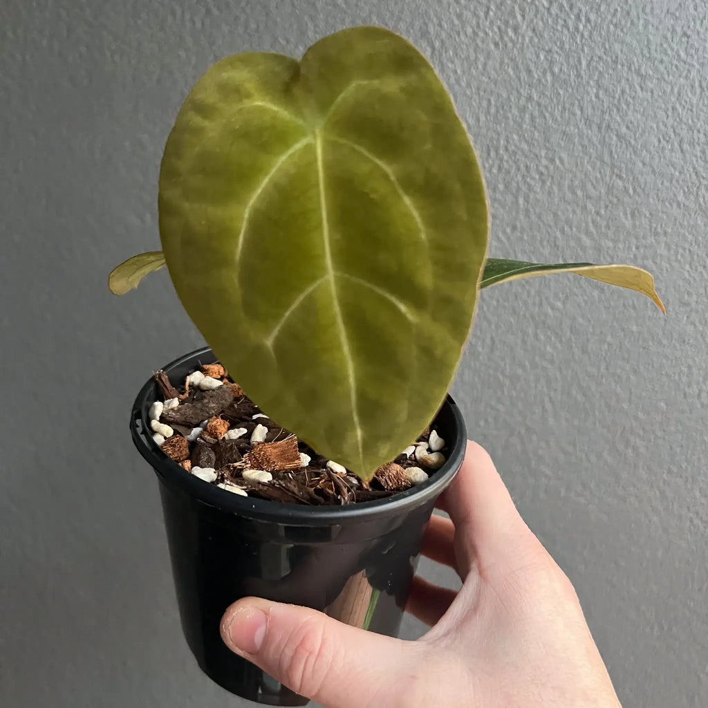 Hand holding a young Anthurium forgetii × 'Dark Forgetii' Hybrid plant in a black pot, showcasing its unique heart-shaped leaf.