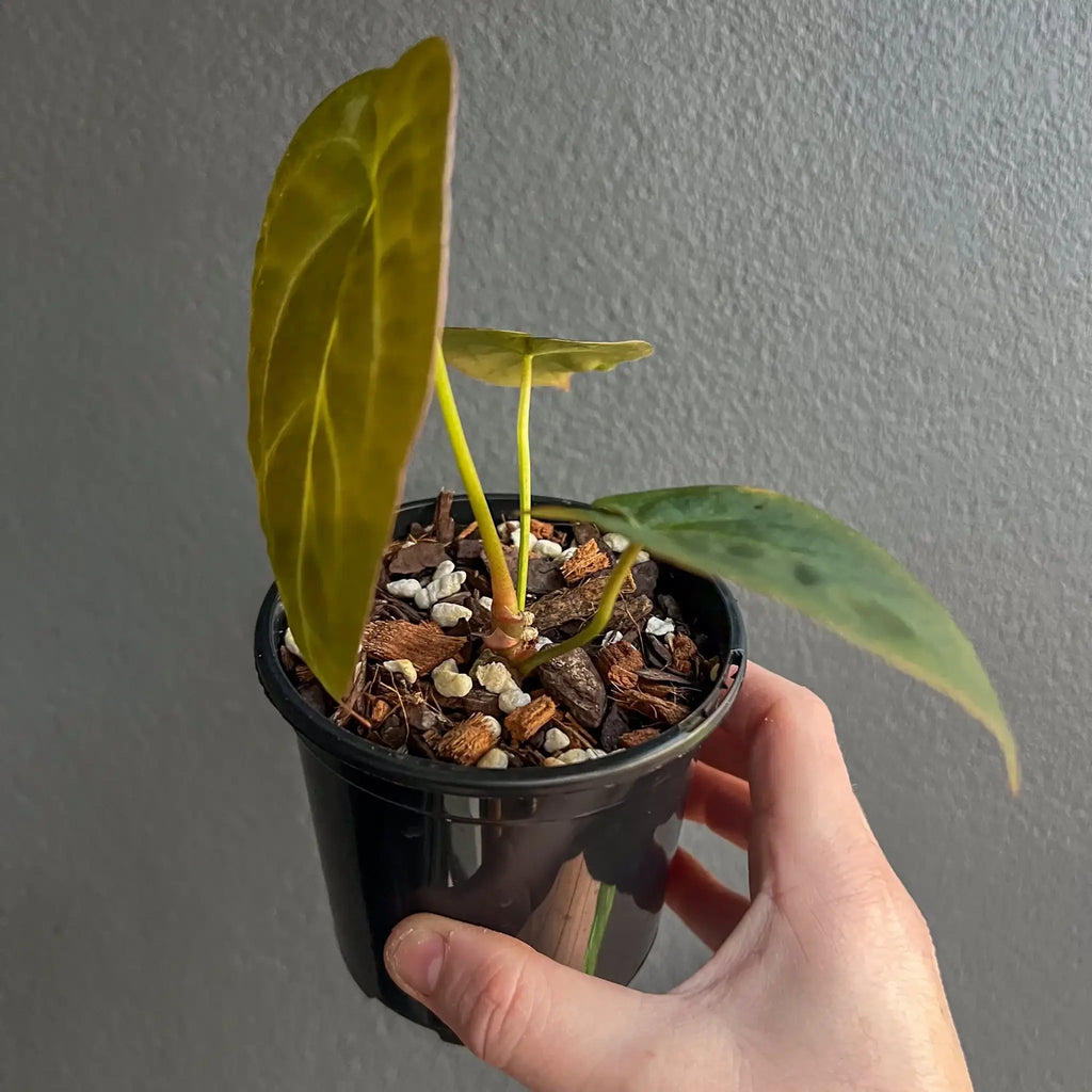 Anthurium forgetii × 'Dark Forgetii' hybrid in a pot held by a hand, showcasing its velvety leaves, perfect for indoor plants. Chalet Boutique, Australia.