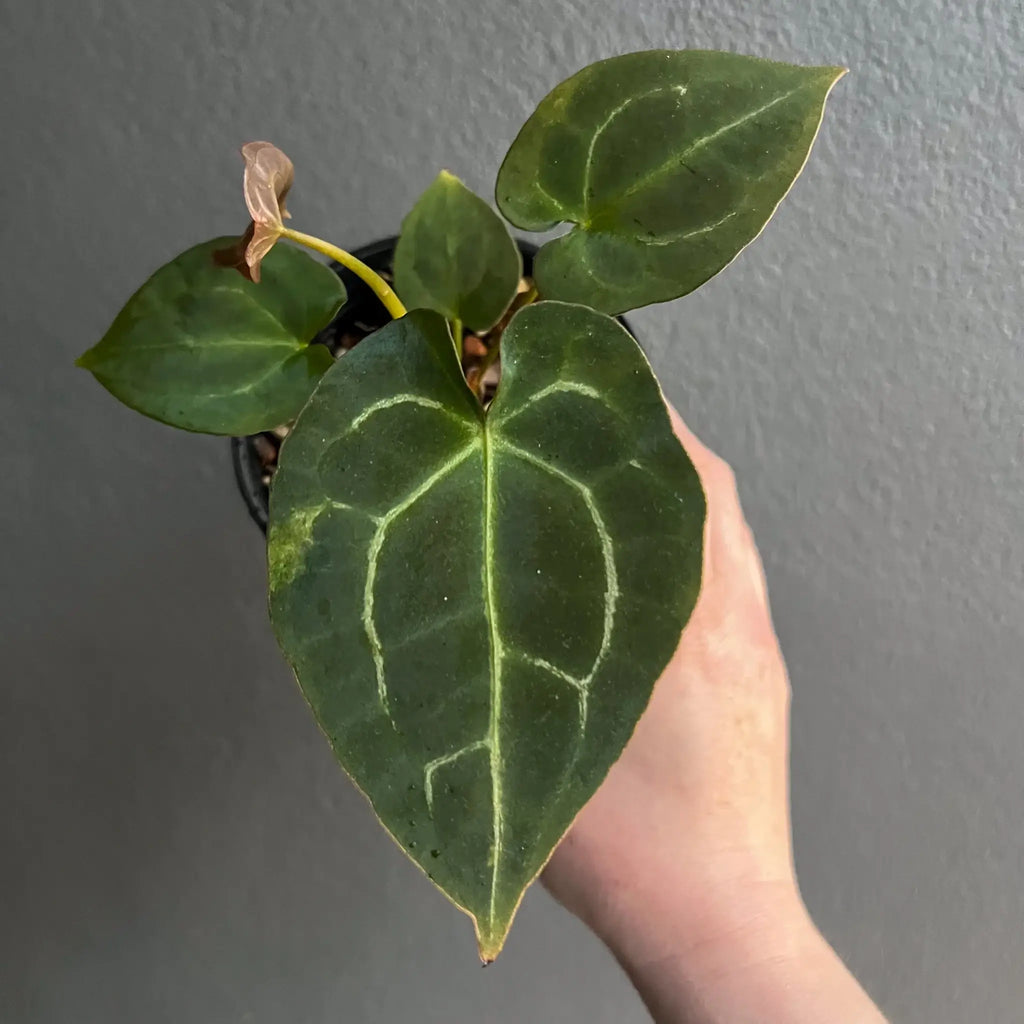Anthurium forgetii × 'Dark Forgetii' Hybrid with lush green leaves in a hand, showcasing a rare indoor plant for sale at Chalet Boutique, Australia.