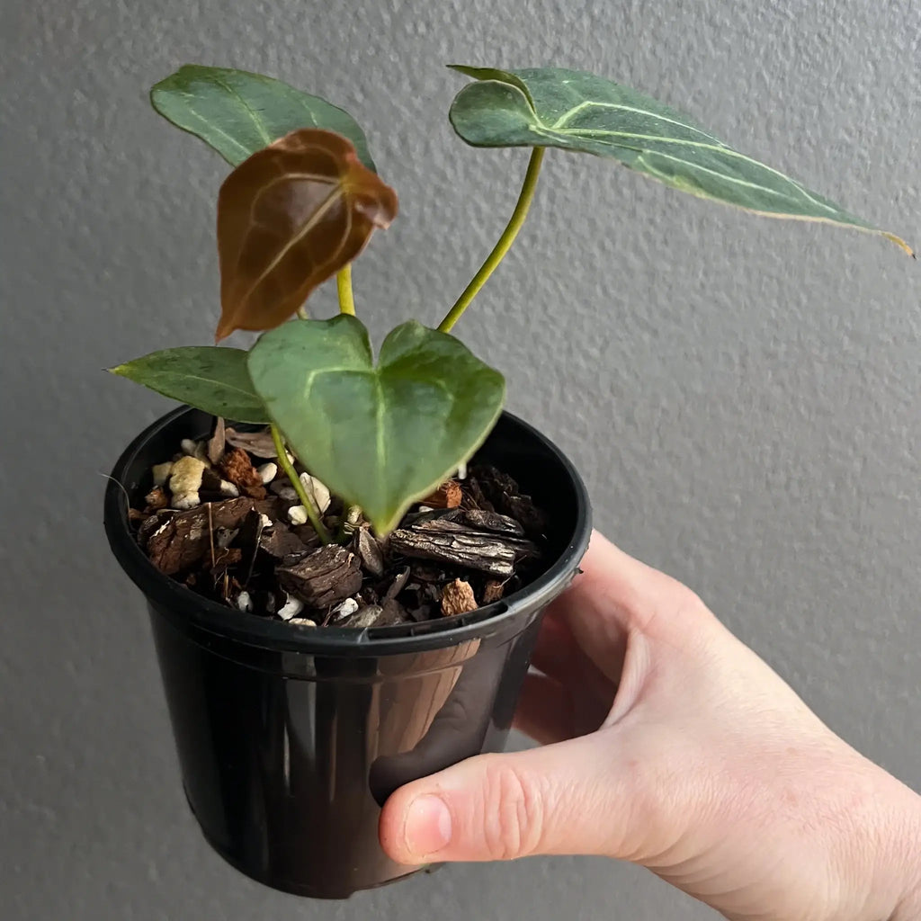 Anthurium forgetii x 'Dark Forgetii' Hybrid in black pot, showcasing round velvety leaves. Buy rare plants online at Chalet Boutique, Australia.
