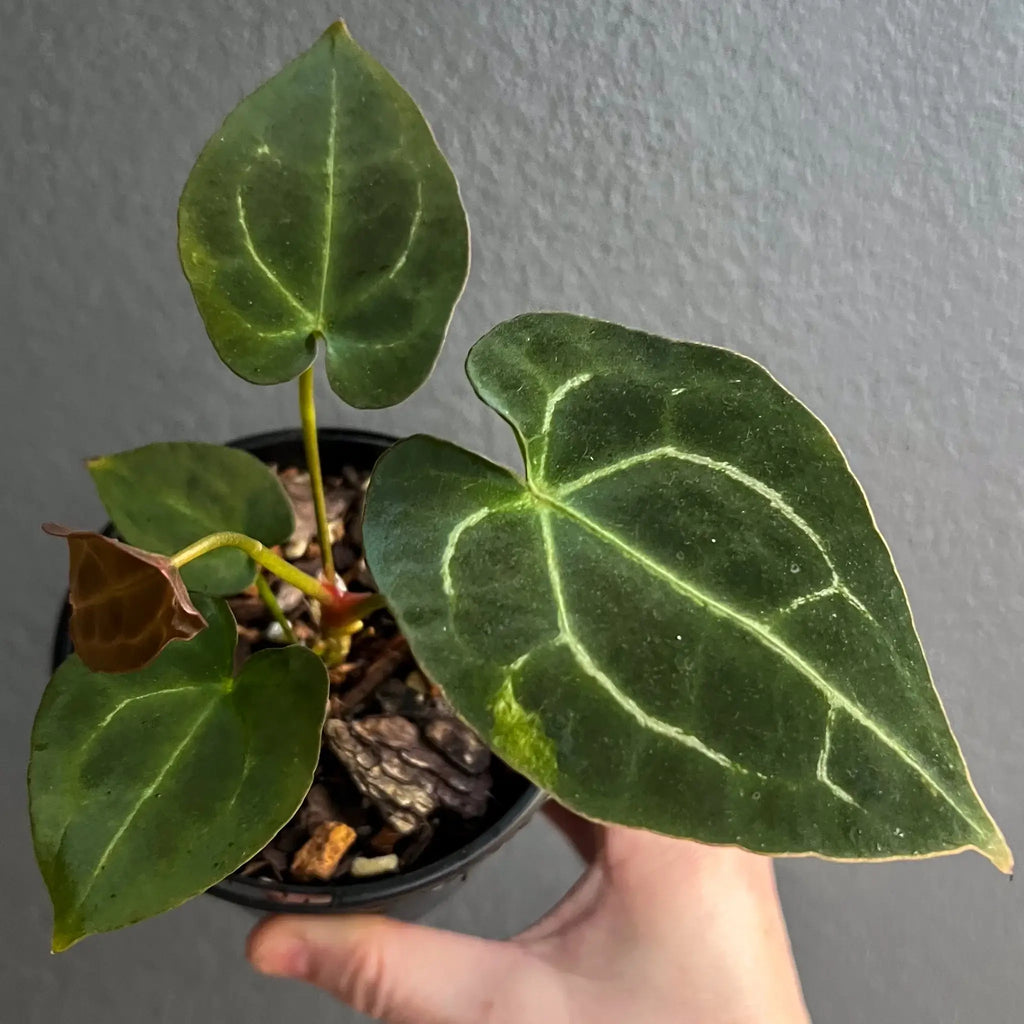 Anthurium forgetii × 'Dark Forgetii' Hybrid with velvety leaves, perfect for indoor plant enthusiasts. Buy rare plants online at Chalet Boutique, Australia.
