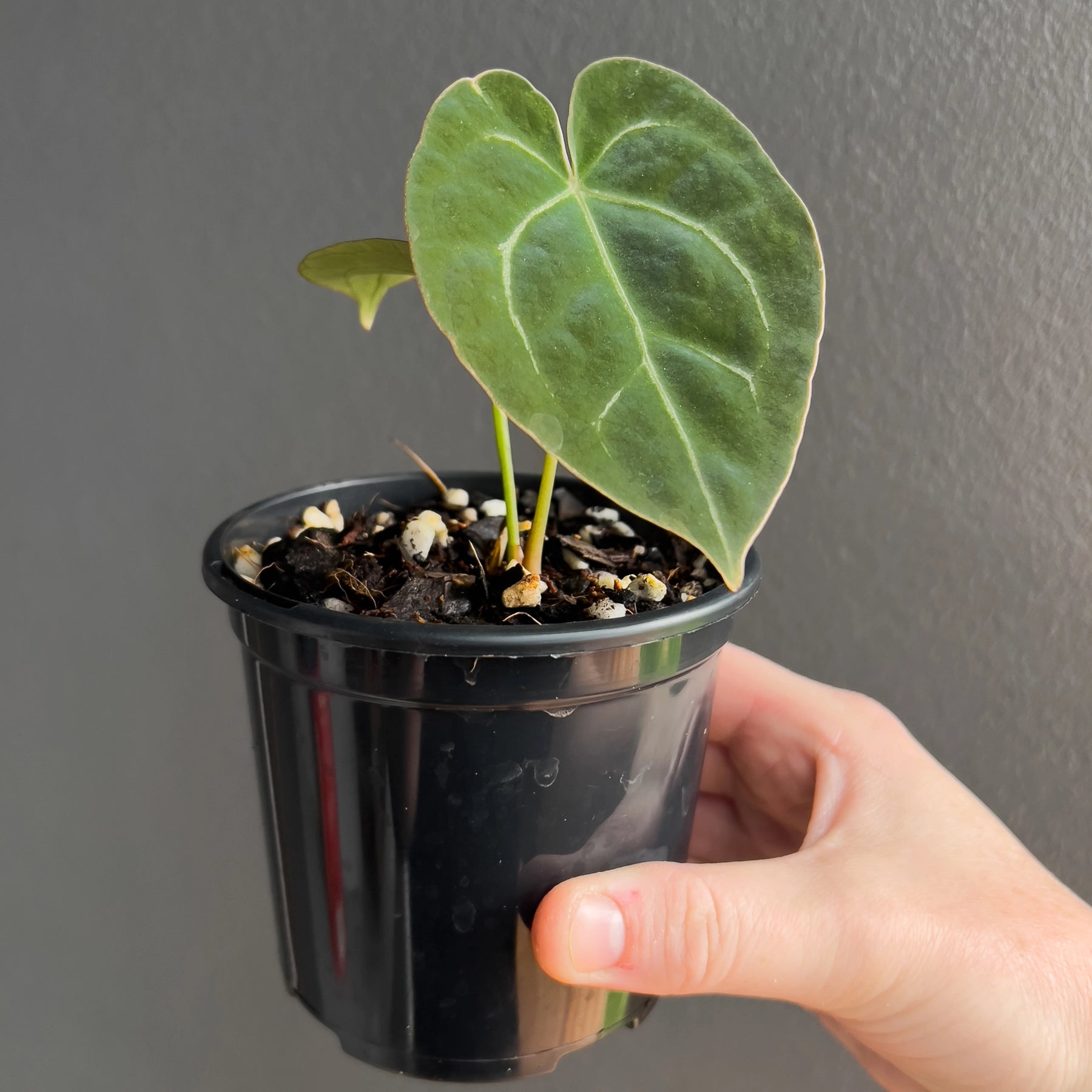 anthurium forgetii australia Anthurium forgetii x X Dark forgetii
