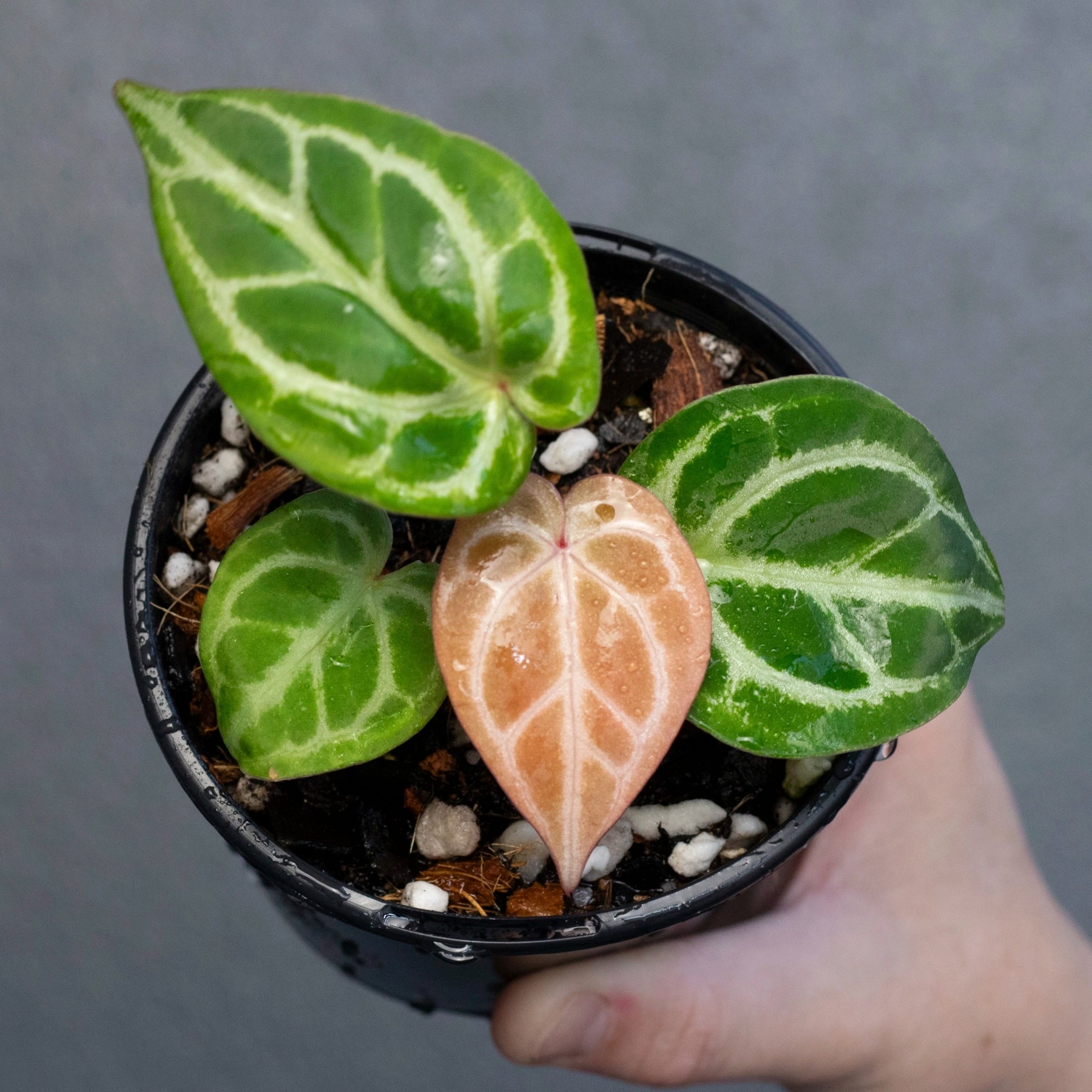 anthurium forgetii x crystallinum Buy Anthurium Forgetii x Crystallinum Online