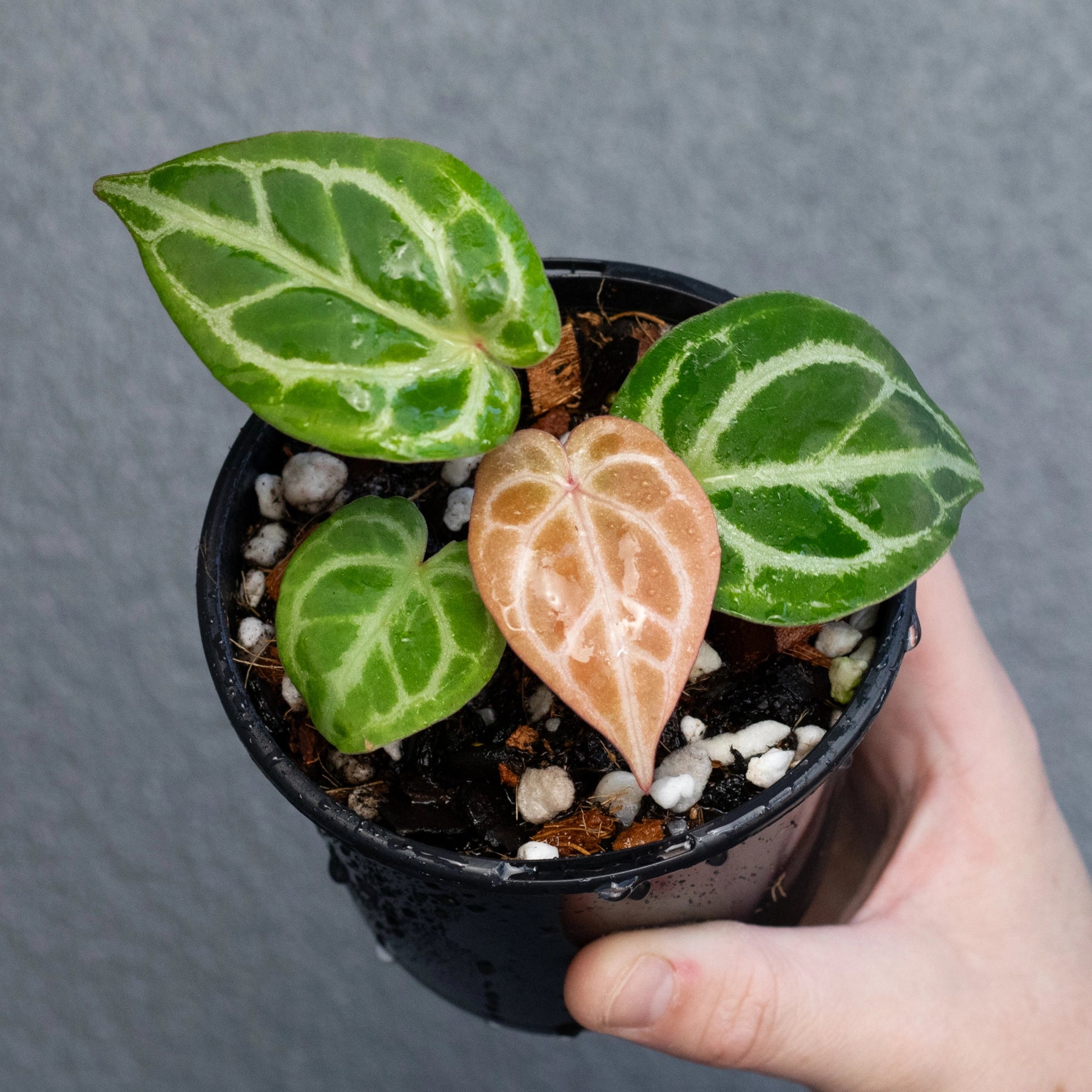 Buy Anthurium Forgetii x Crystallinum Online