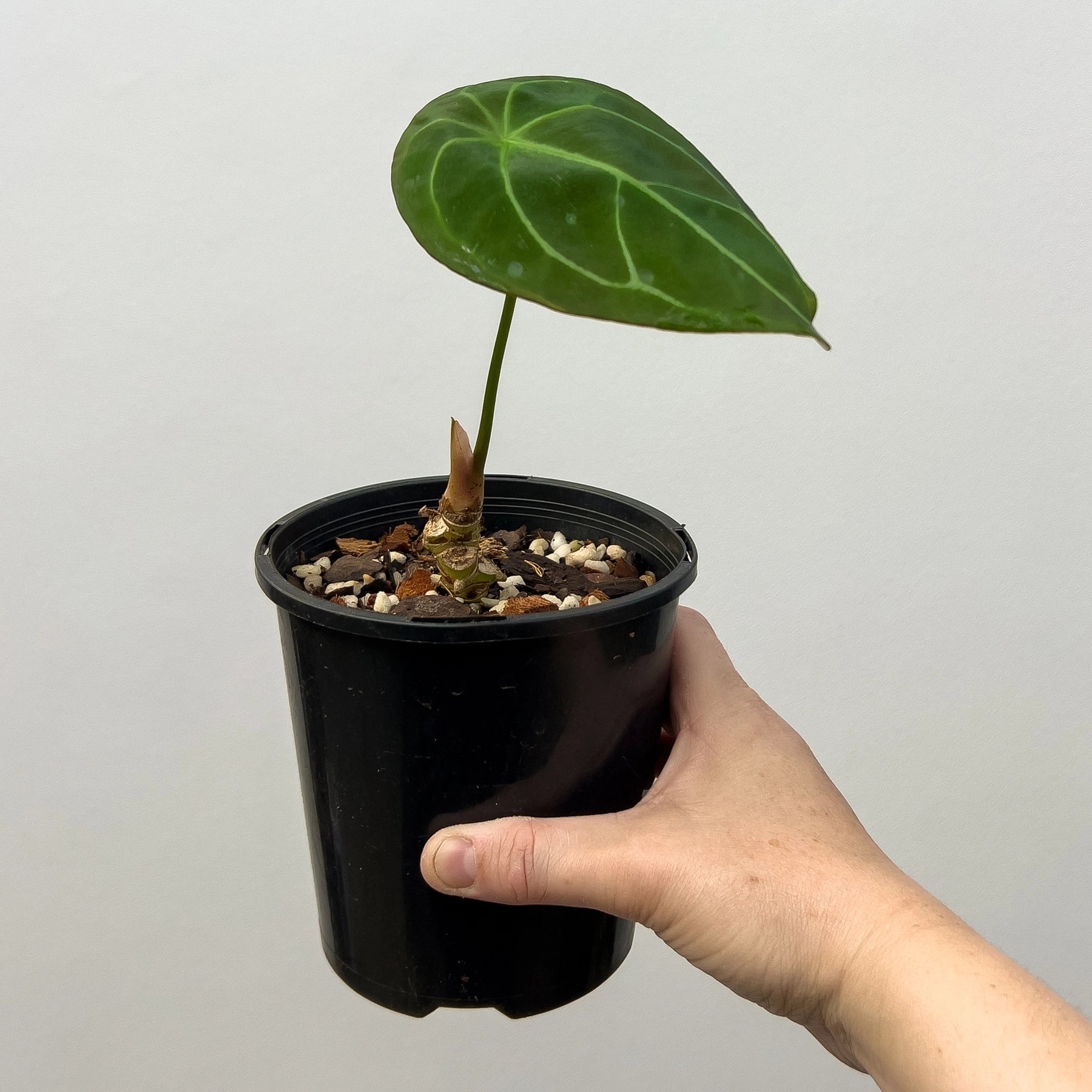 anthurium growers in australia Buy Rare Anthurium Forgetii Online
