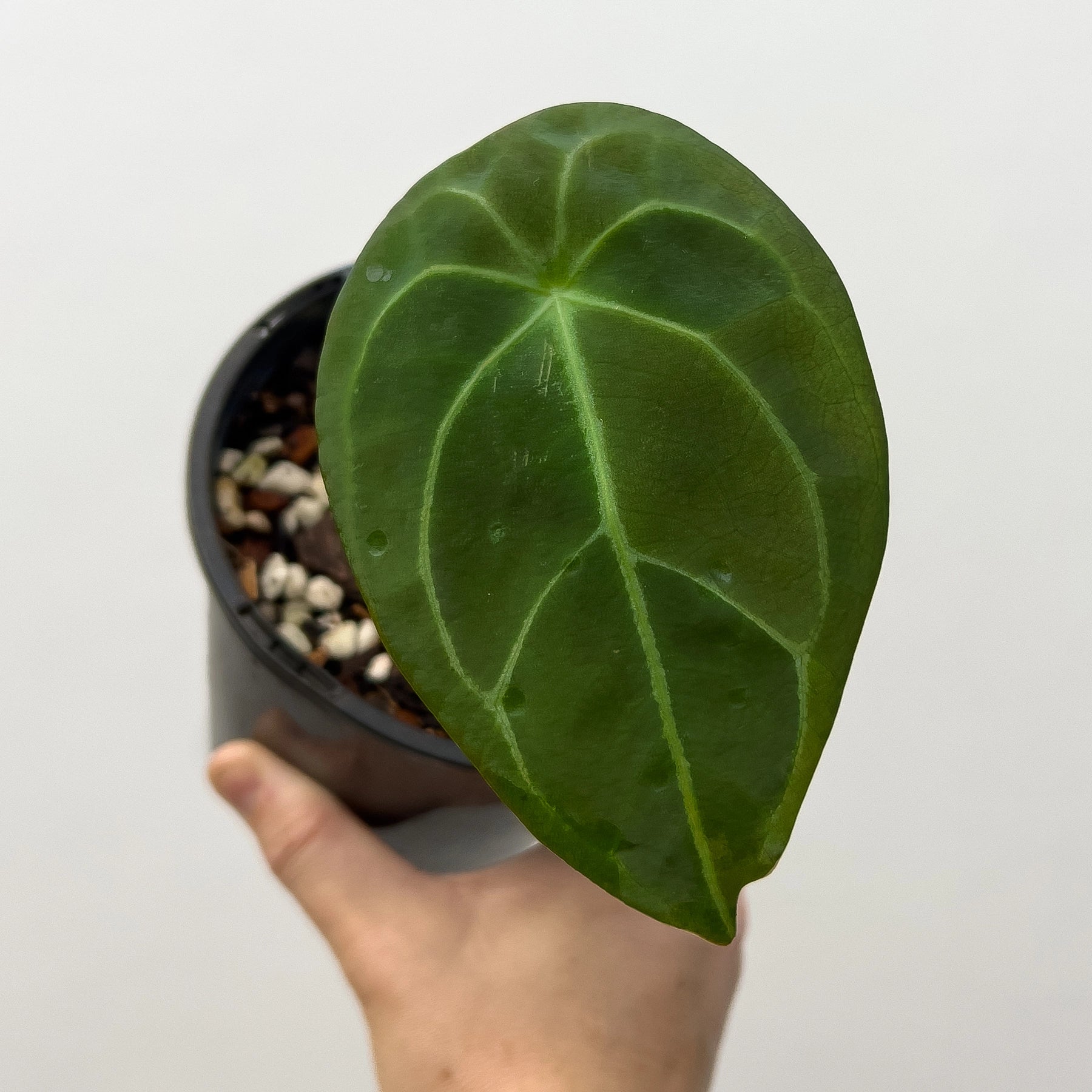 anthurium forgetii australia Buy Rare Anthurium Forgetii Online