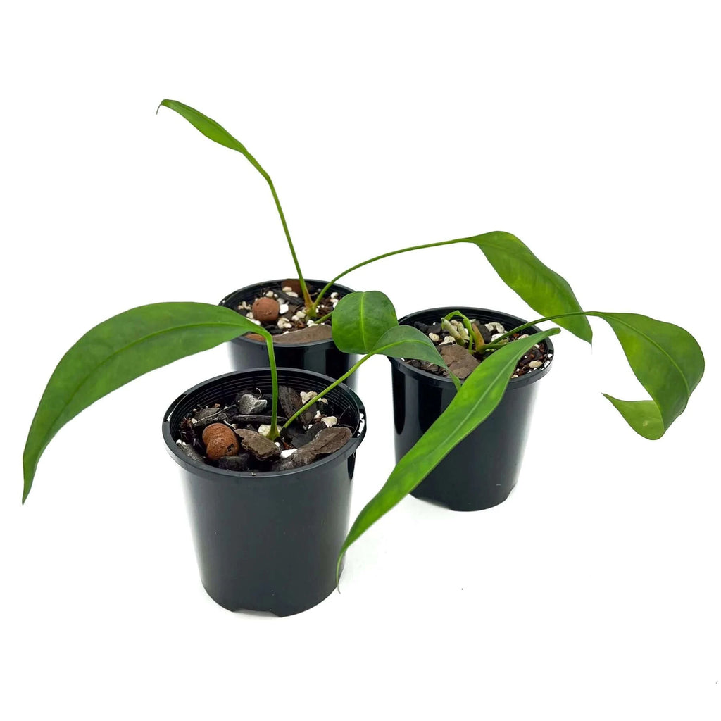 Anthurium gracile | Indoor Plant | Chalet Boutique - Australia