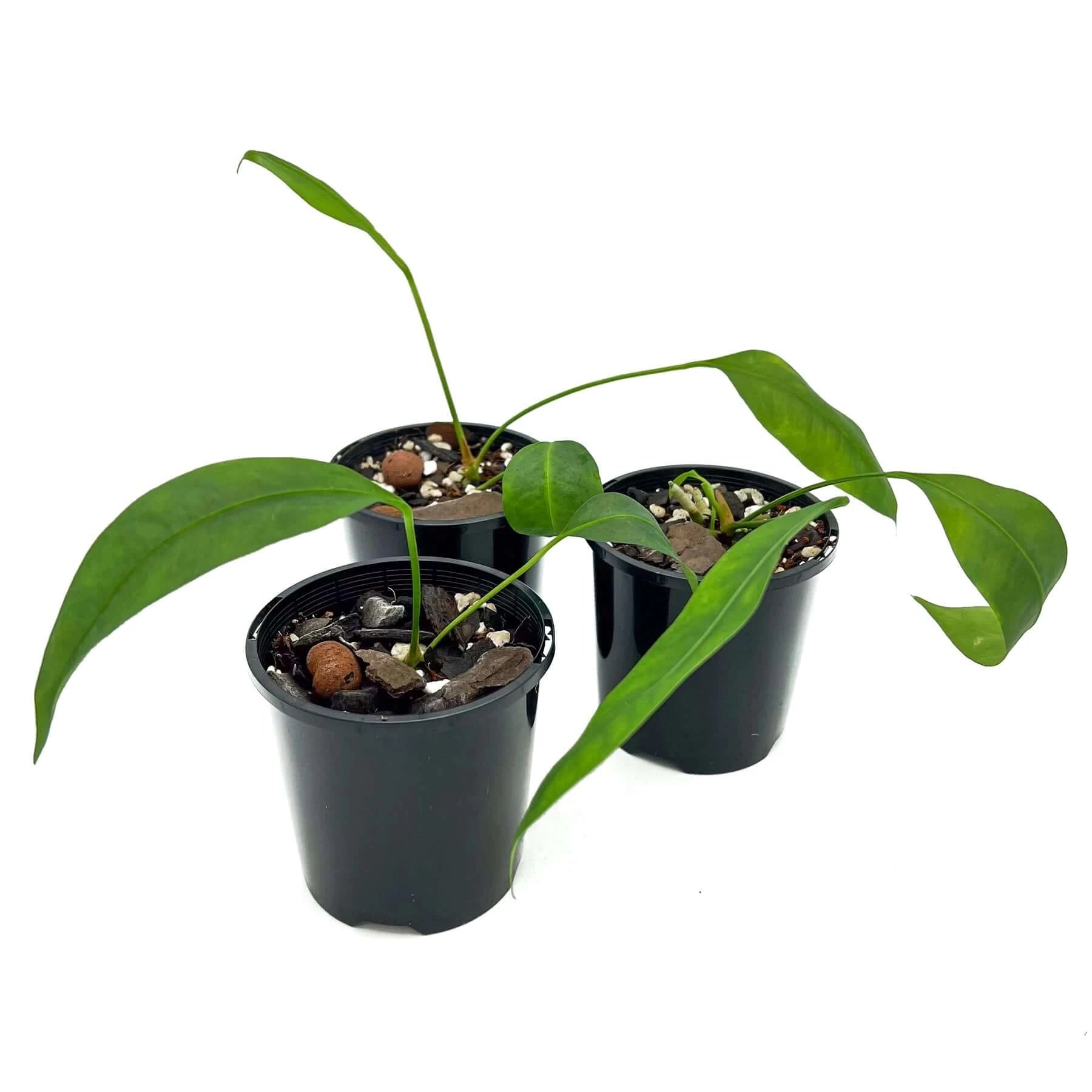 philodendron gracile Buy Anthurium Gracile