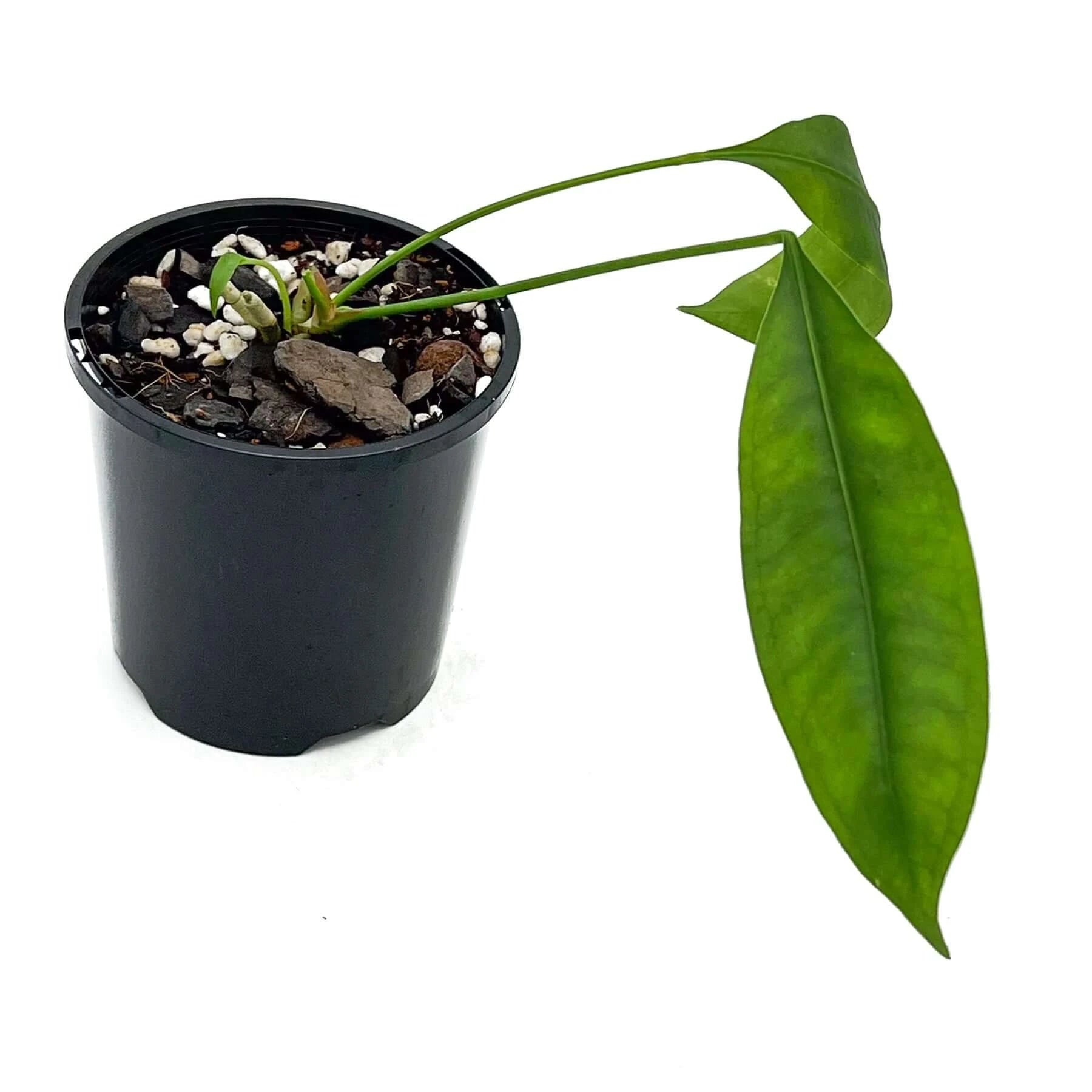 Buy Anthurium Gracile