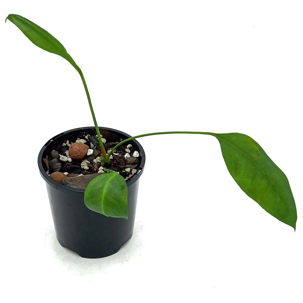Anthurium gracile | Indoor Plant | Chalet Boutique - Australia