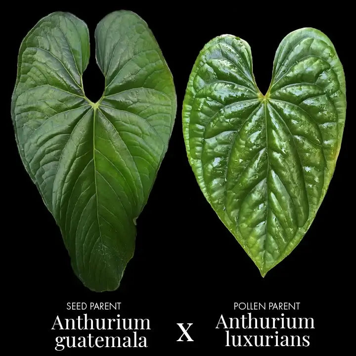 Anthurium guatemalan x luxurians | Rare Indoor Plants Australia