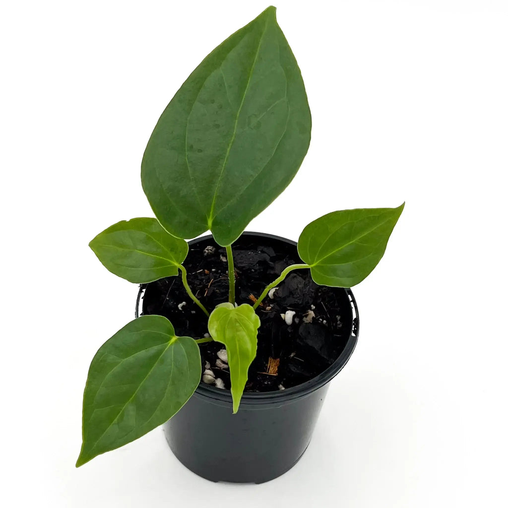 Anthurium guatemalan x luxurians plant with large glossy leaves in a black pot. Rare indoor plants Australia from Chalet Boutique.