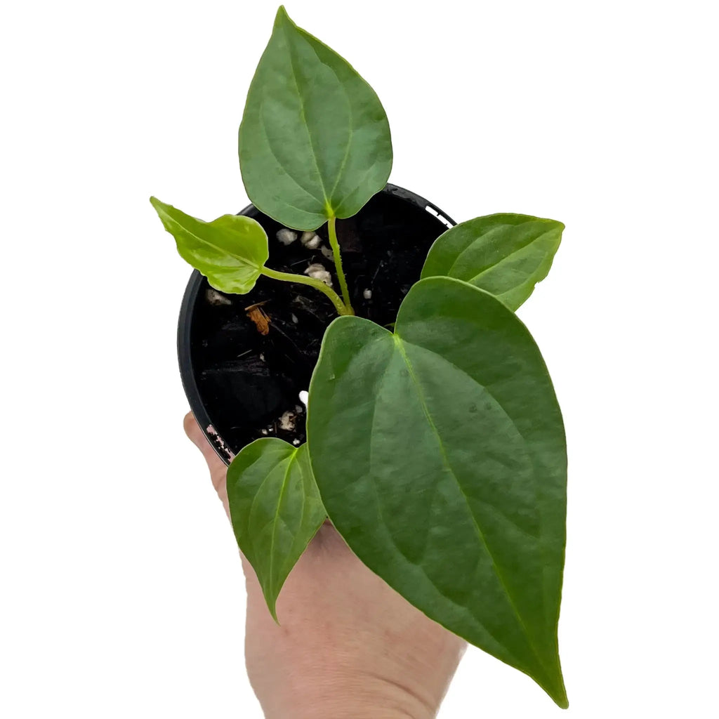 Anthurium guatemalan x luxurians in hand, showcasing glossy, elongated leaves, perfect for indoor plant enthusiasts. Chalet Boutique, Australia.