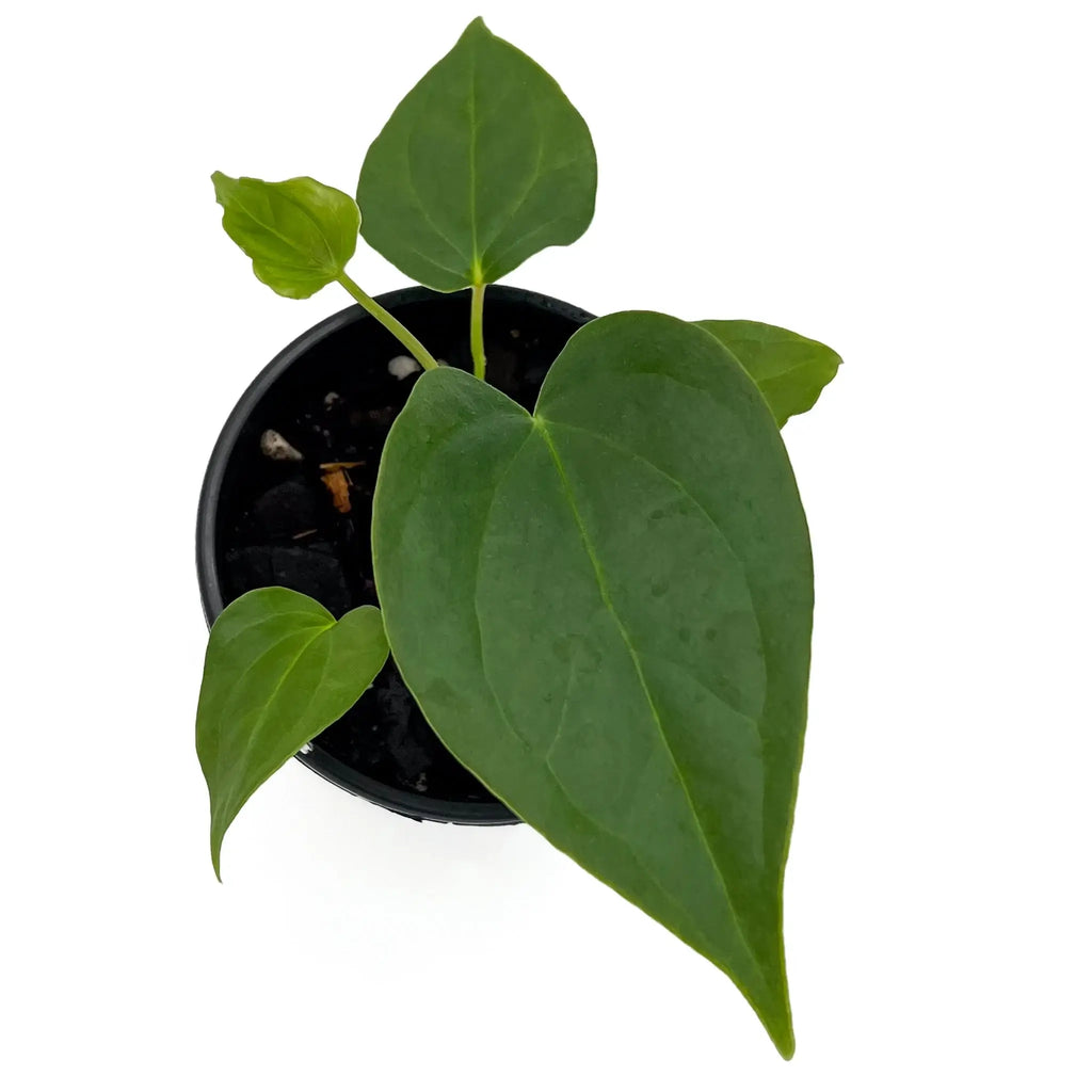 Anthurium guatemalan x luxurians unique indoor plant in black pot, ideal for rare plants enthusiasts. Chalet Boutique, Australia.
