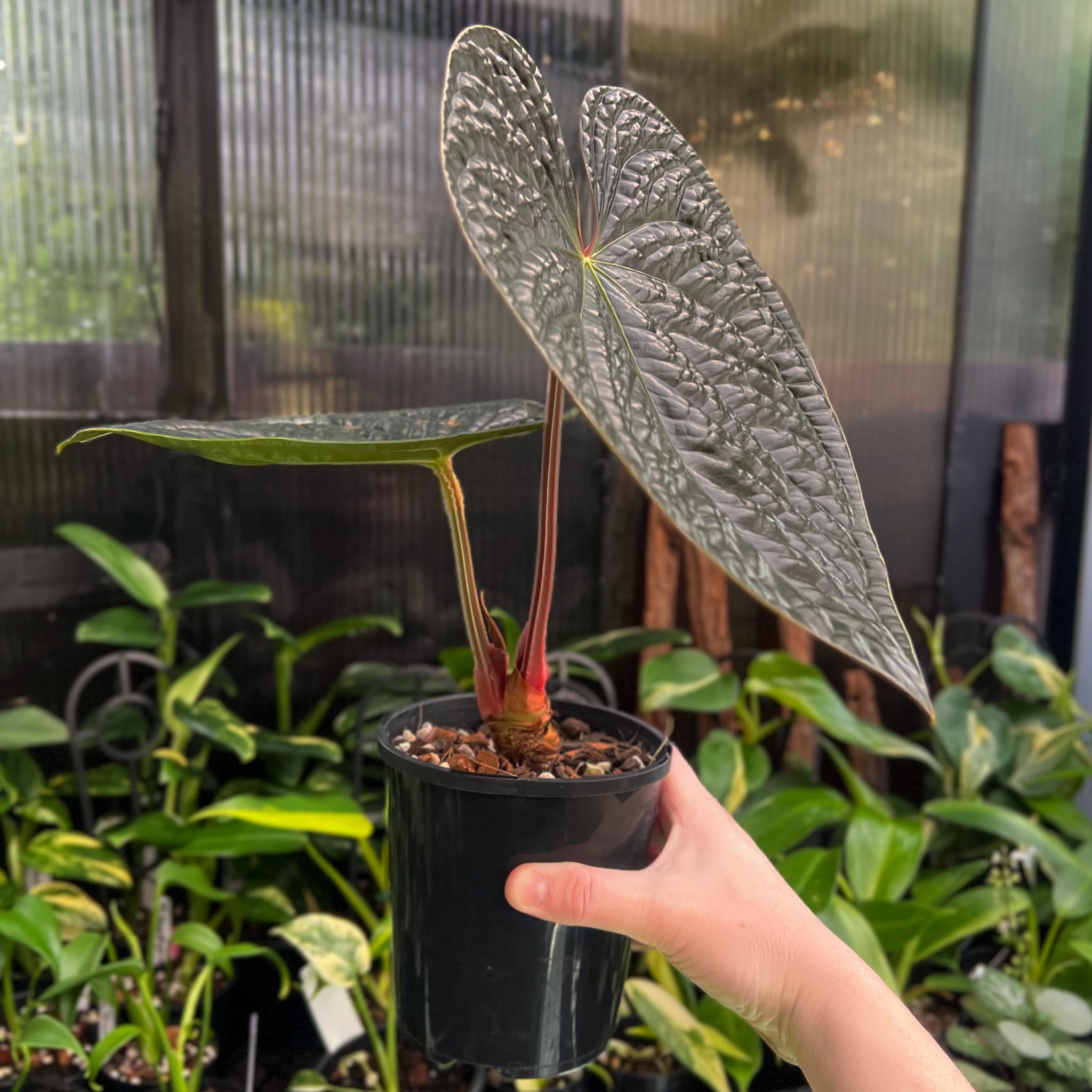 Anthurium luxurians | Rare Indoor Plant Australia