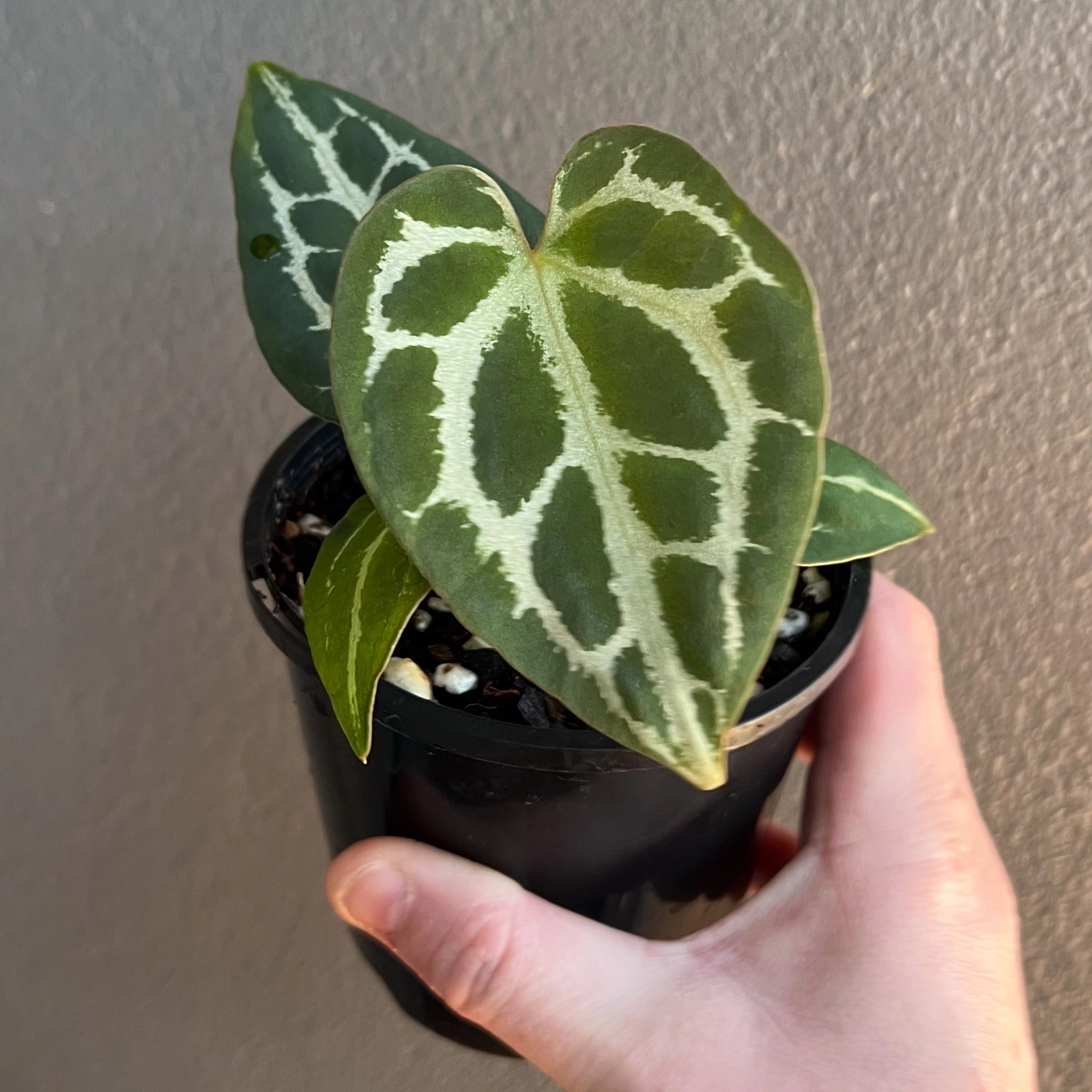 anthurium magnificum australia Anthurium (magnificum x forgetii) x Dark crystal Australia