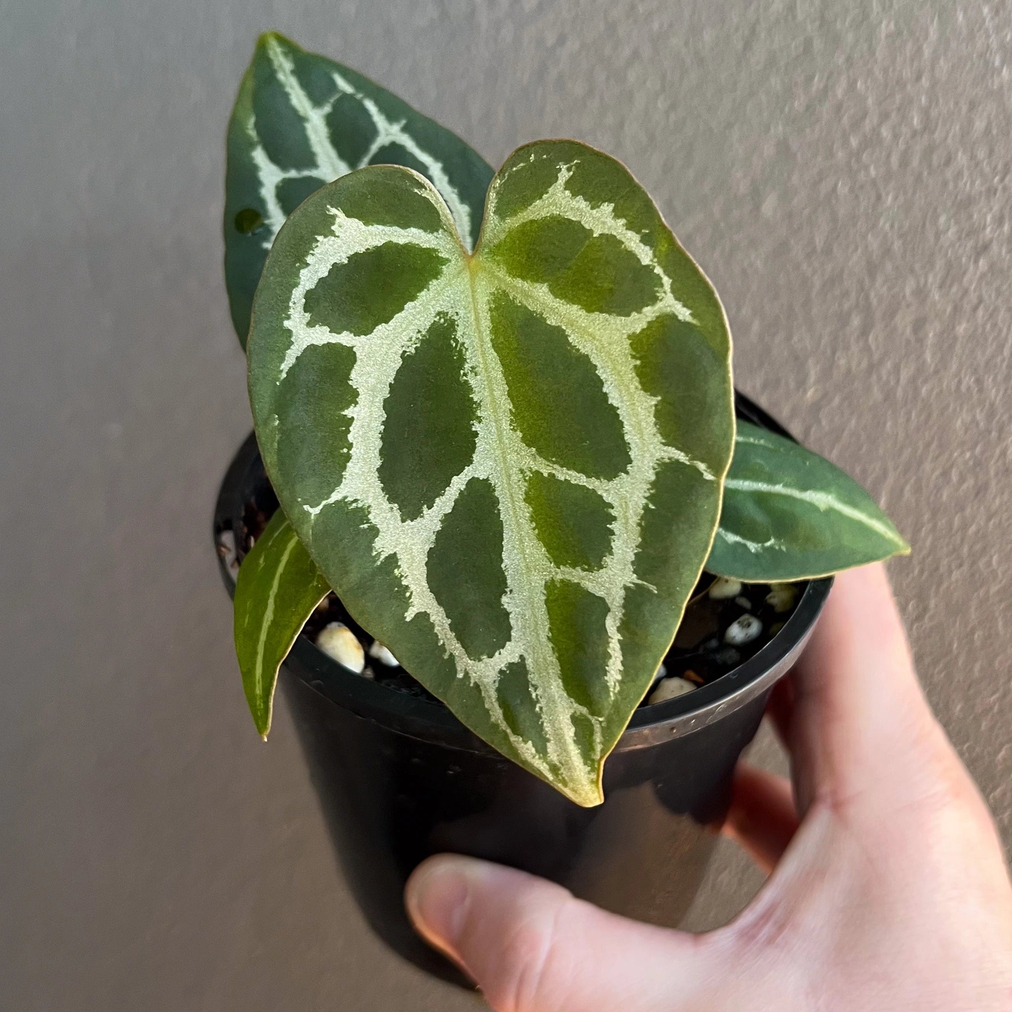 anthurium magnificum for sale australia Anthurium (magnificum x forgetii) x Dark crystal Australia