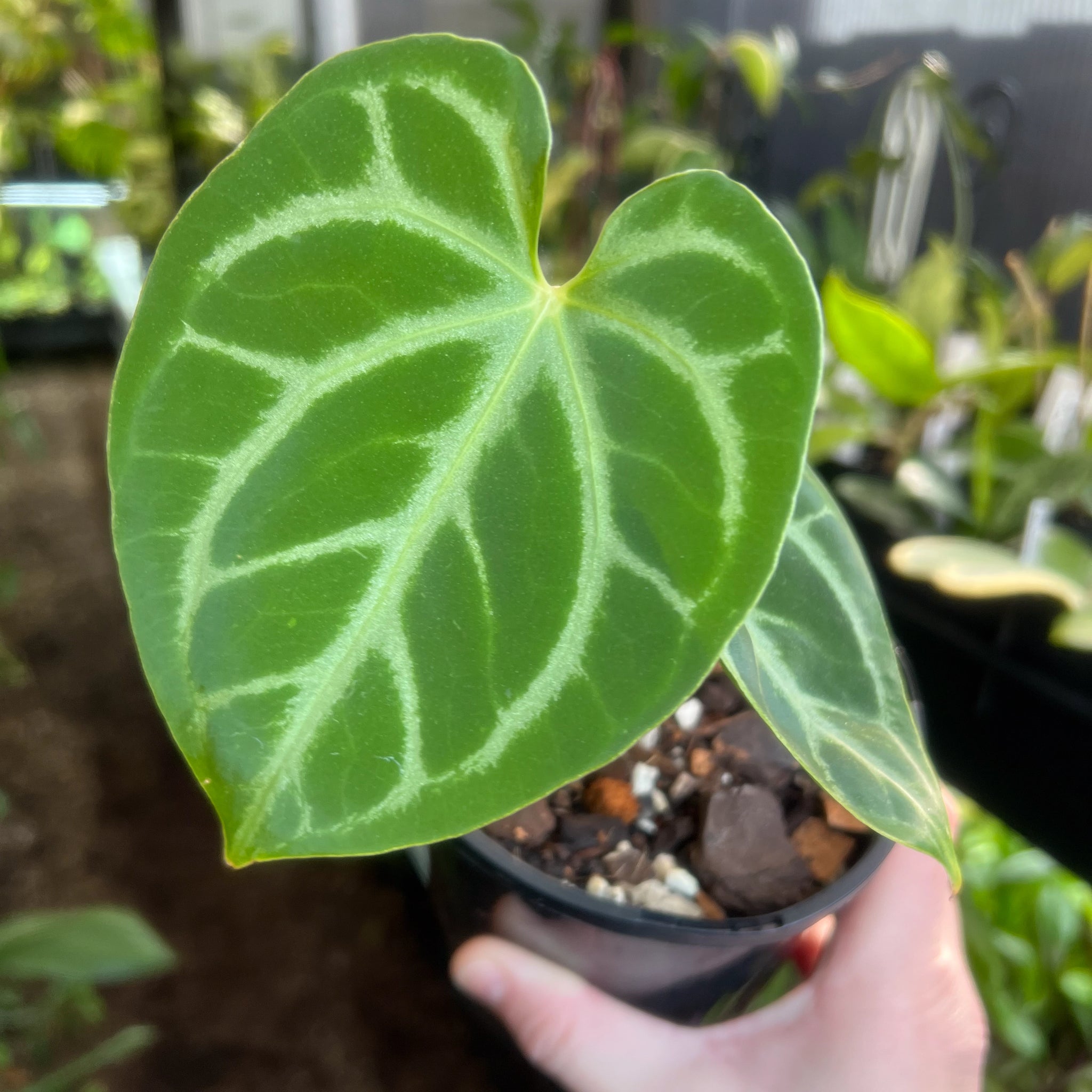 anthurium magnificum for sale australia Anthurium magnificum (pure)