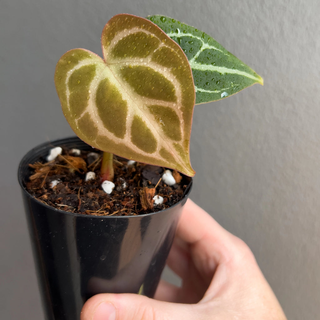Hand holding an Anthurium magnificum x forgetii showing deep green velvety leaves with bright silver veins. Rare indoor plant nursery Australia.