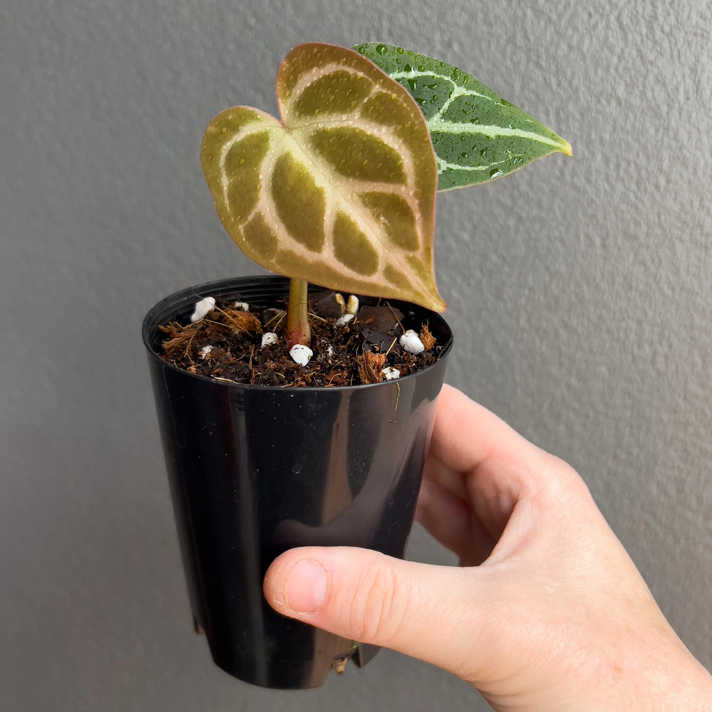 Side view of Anthurium magnificum x forgetii held against a neutral background showing dark foliage and bright silver venation.