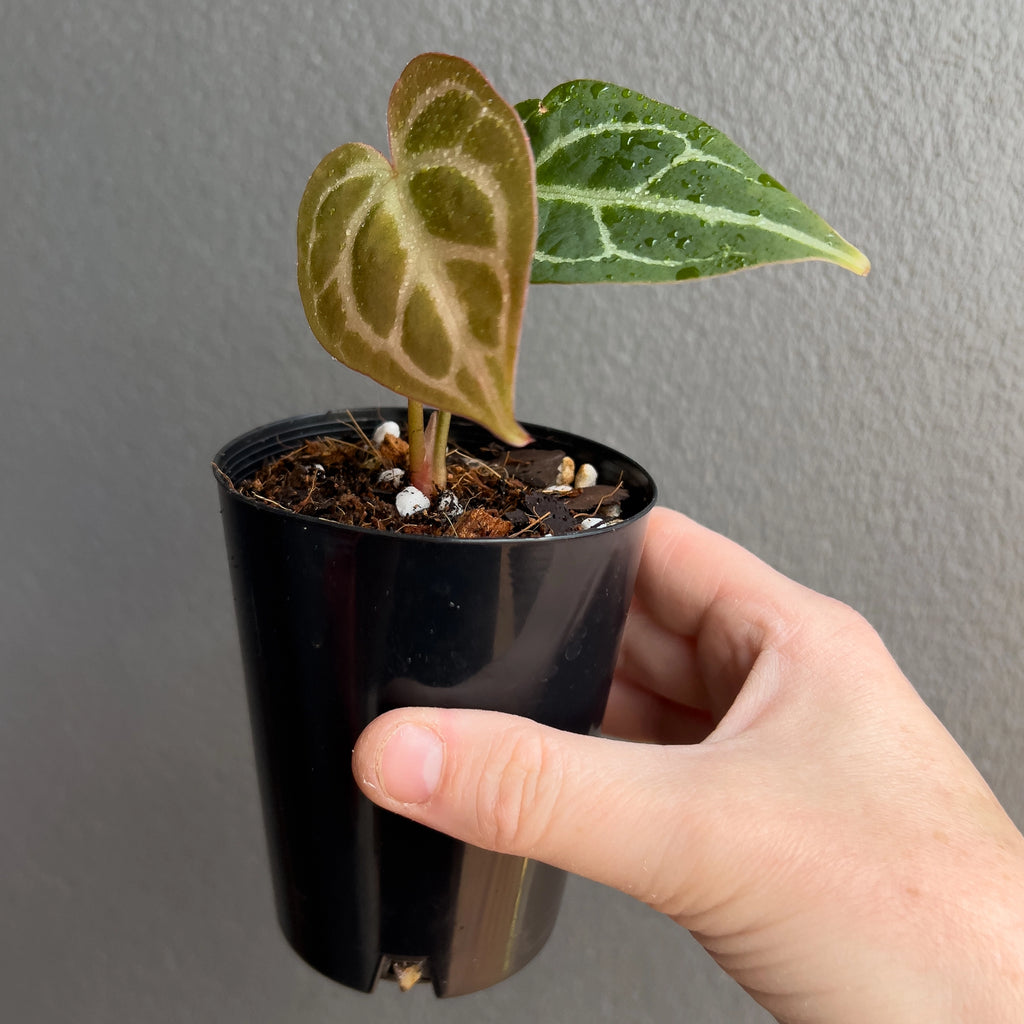 Close-up of Anthurium magnificum x forgetii foliage highlighting heart-shaped form and bold vein contrast. Rare indoor plant collectors Australia.