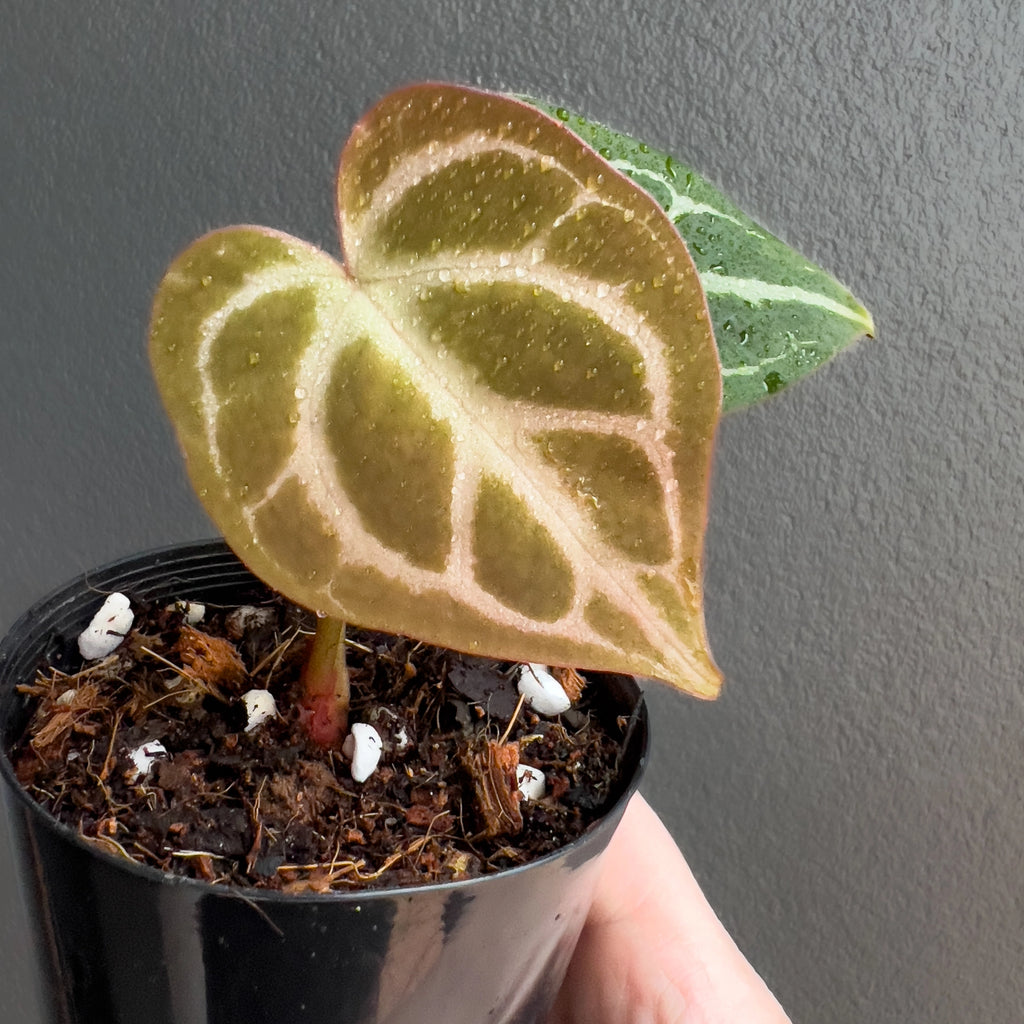 Person holding a potted Anthurium magnificum x forgetii with upright stems and velvety textured foliage. Trusted indoor plant shop Australia.