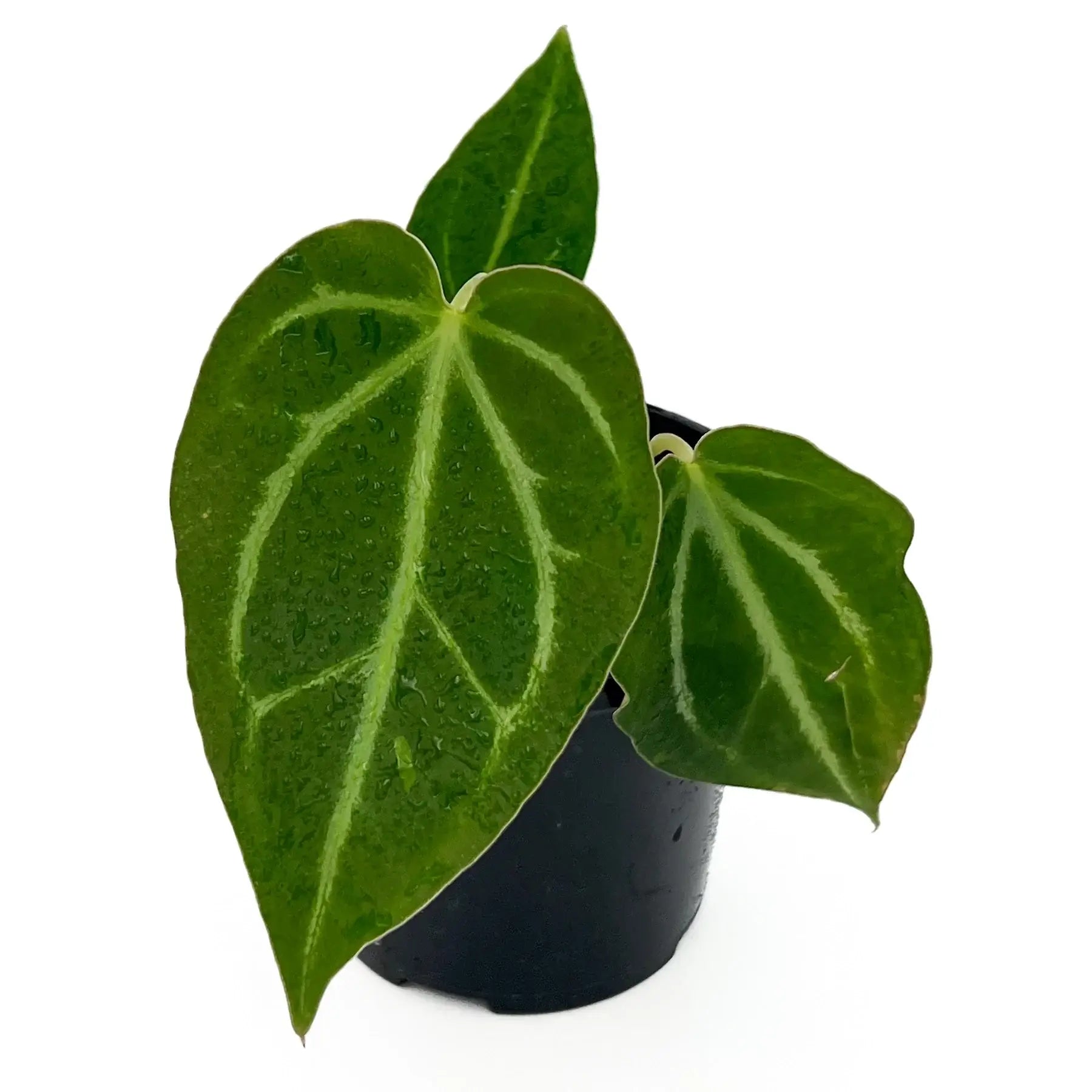 Anthurium magnificum x majestic