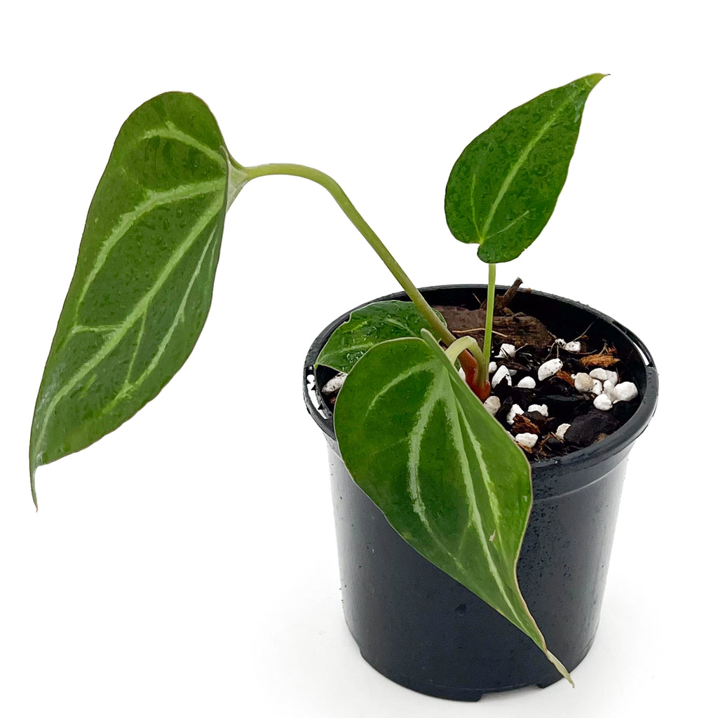 Anthurium magnificum x majestic in a pot, showcasing deep green leaves with silvery veins, perfect for rare indoor plants.