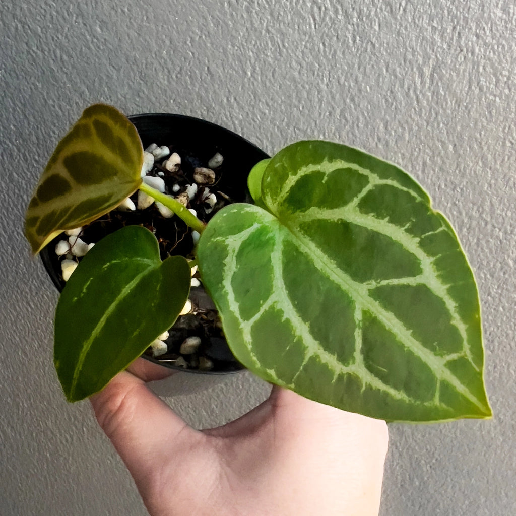 Close-up of Anthurium magnificum × forgetii foliage highlighting heart-shaped form and bold vein contrast. Rare indoor plant collectors Australia.