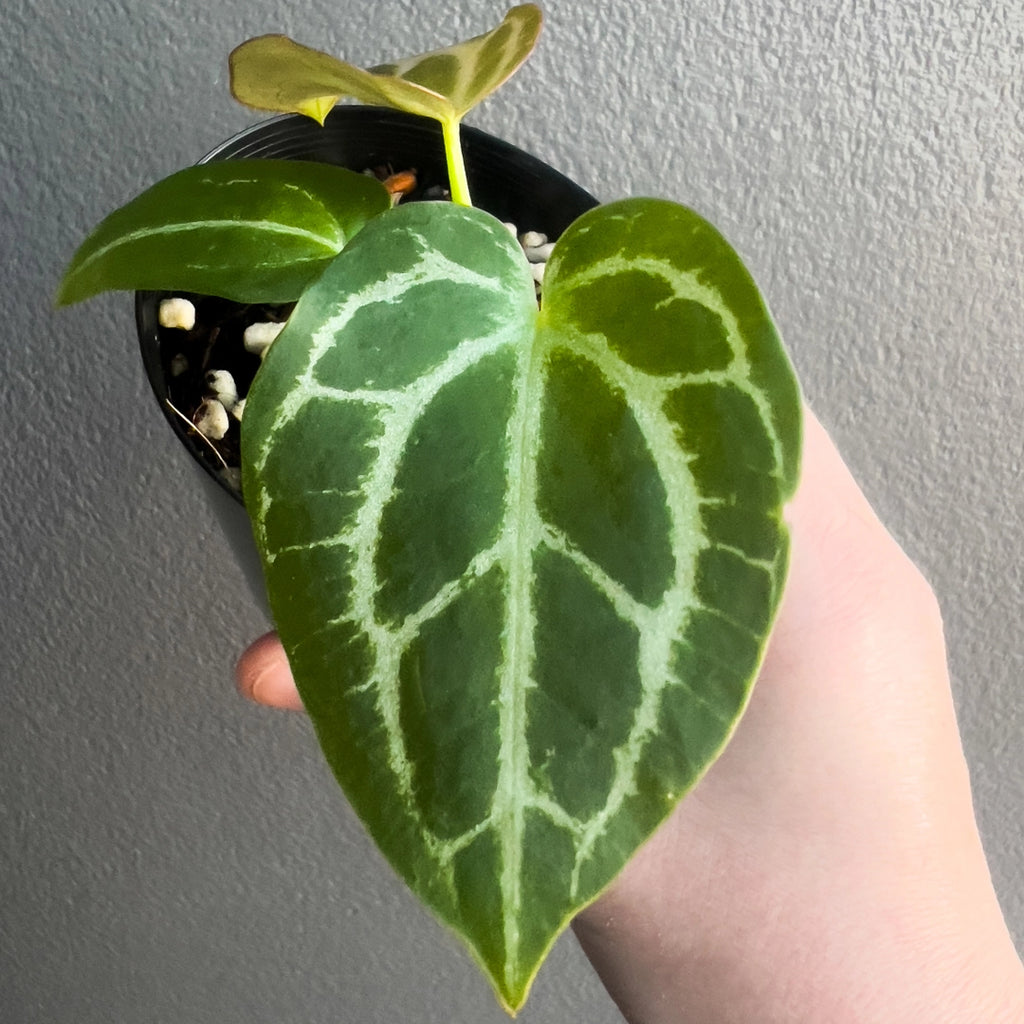 Person holding a potted Anthurium magnificum × forgetii with upright stems and velvety textured foliage. Trusted indoor plant shop Australia.