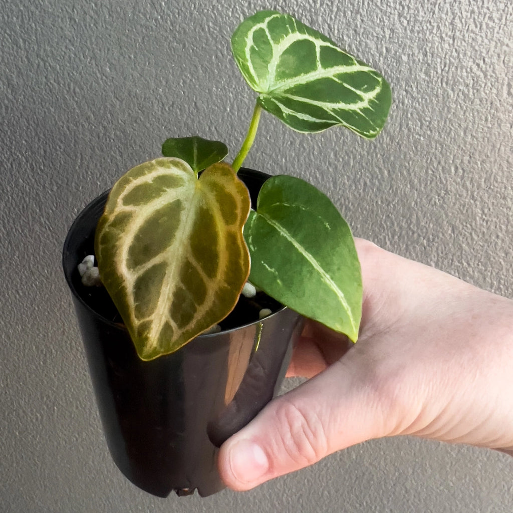 Side view of Anthurium magnificum × forgetii held against a neutral background showing dark foliage and bright silver venation.