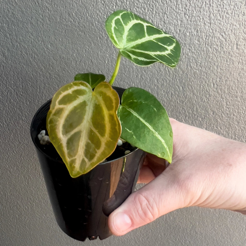 Hand holding an Anthurium magnificum × forgetii showing deep green velvety leaves with bright silver veins. Rare indoor plant nursery Australia.