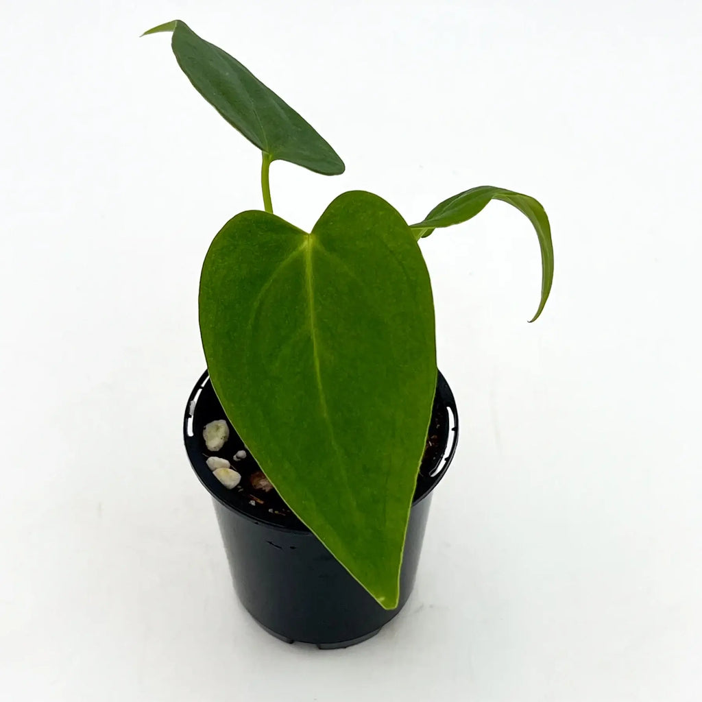 Young Philodendron with heart-shaped leaves in a black pot, ideal for indoor plant enthusiasts. Chalet Boutique, Australia.