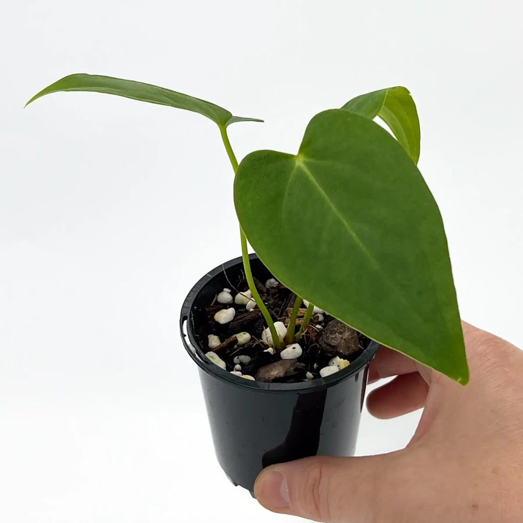 Hand holding a healthy Anthurium Marmoratum plant in a black pot, showcasing its large, green leaves. Chalet Boutique, Australia.