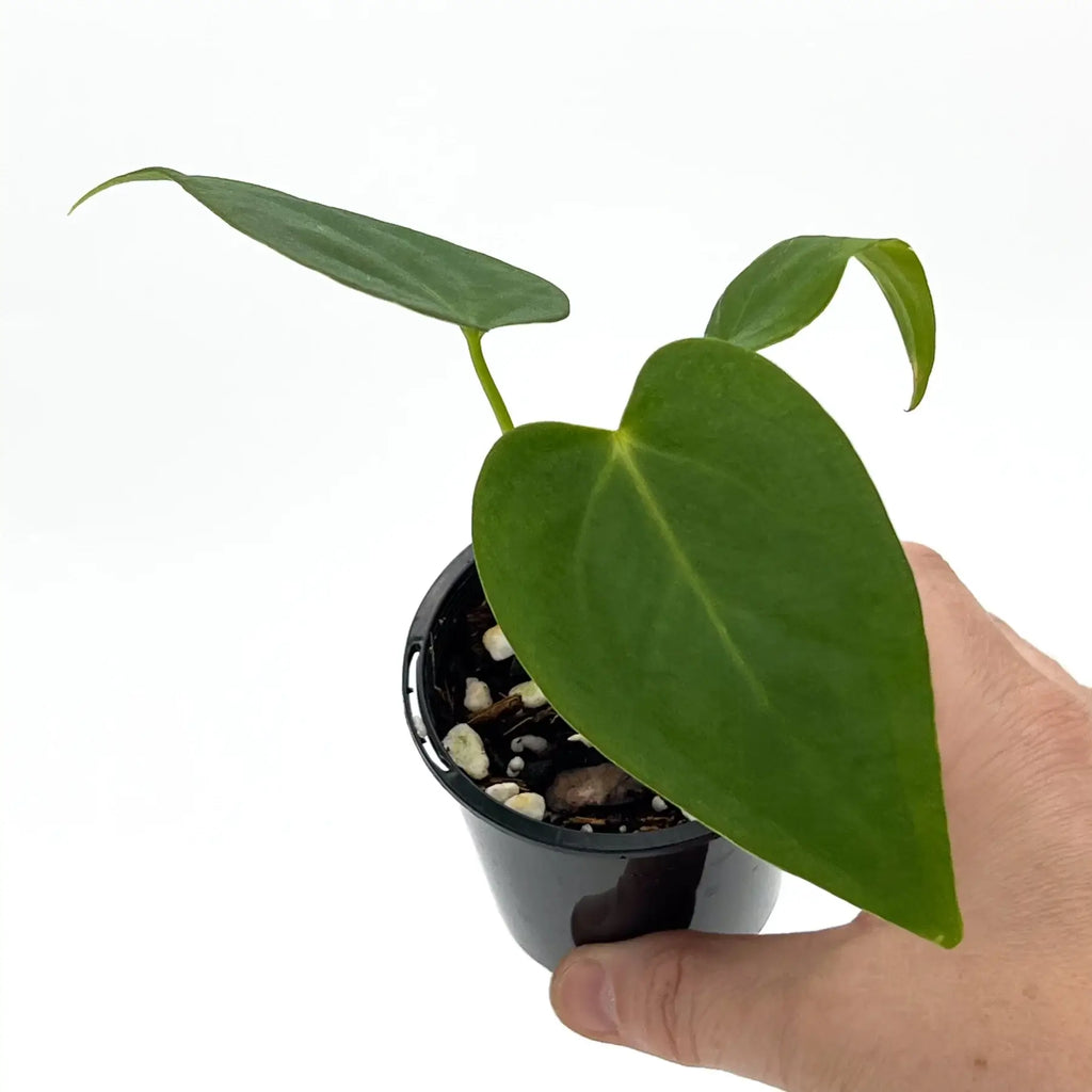 Hand holding a young Philodendron plant in a pot, showcasing its large green leaves. Chalet Boutique, Australia.