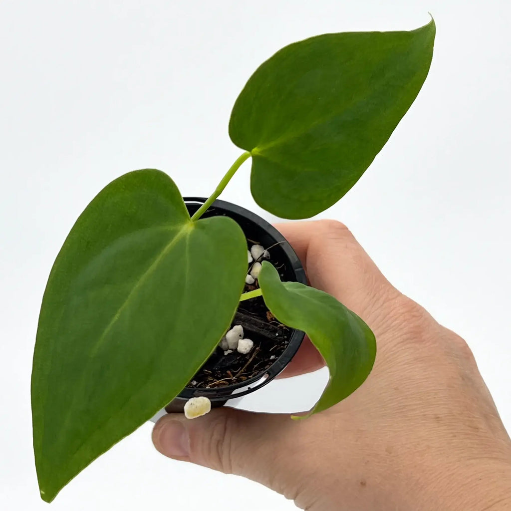 Hand holding a lush Anthurium Marmoratum with large green leaves, perfect for unique indoor plants in Australia. Chalet Boutique, Australia.