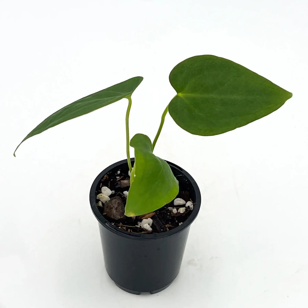 Young Anthurium Marmoratum plant in black pot showcasing its unique, marbled leaves. Chalet Boutique, Australia.