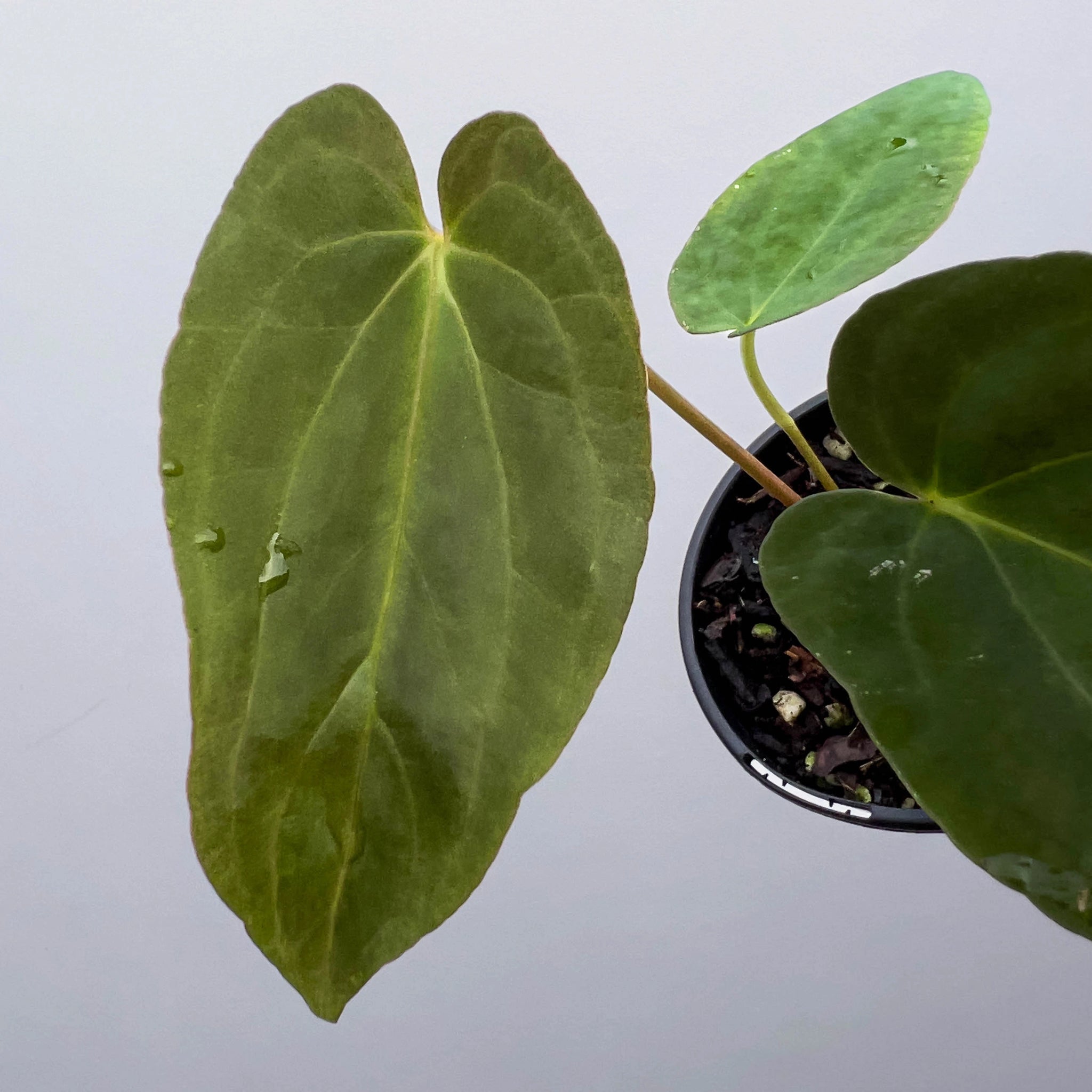 Anthurium midnight velvet × papillilaminum