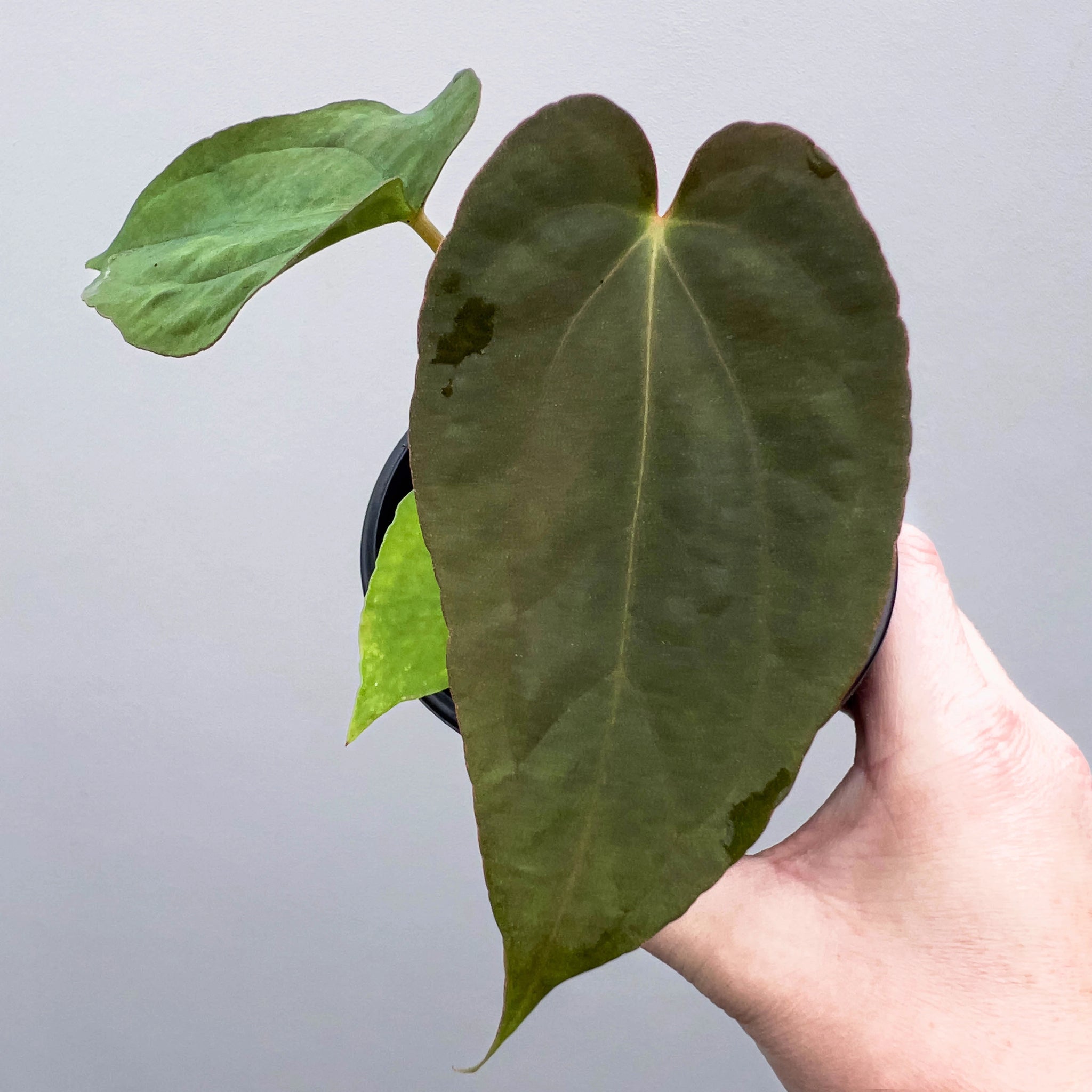 Anthurium midnight velvet × papillilaminum